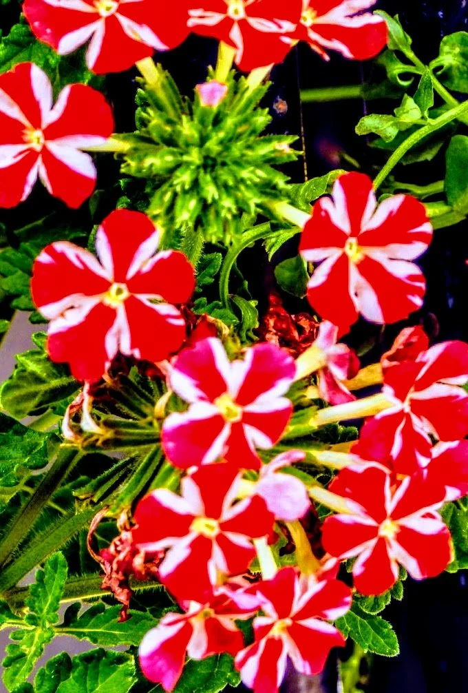 Tropical Botanic Garden by MychaelX.photos  146.JPG