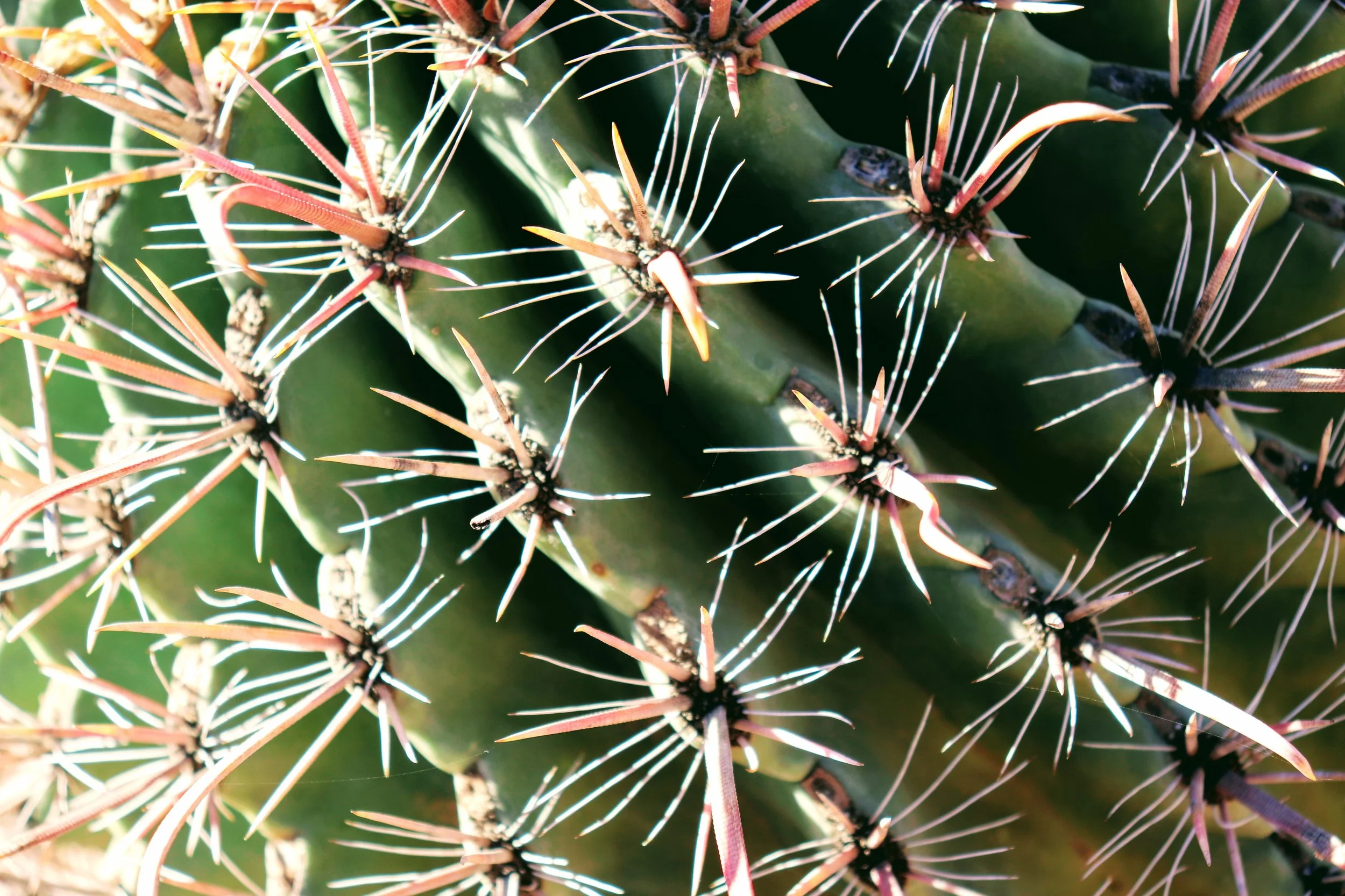 Desert Botanical Garden Phoenix Arizona by MychaelX.p6otos 021894.JPG