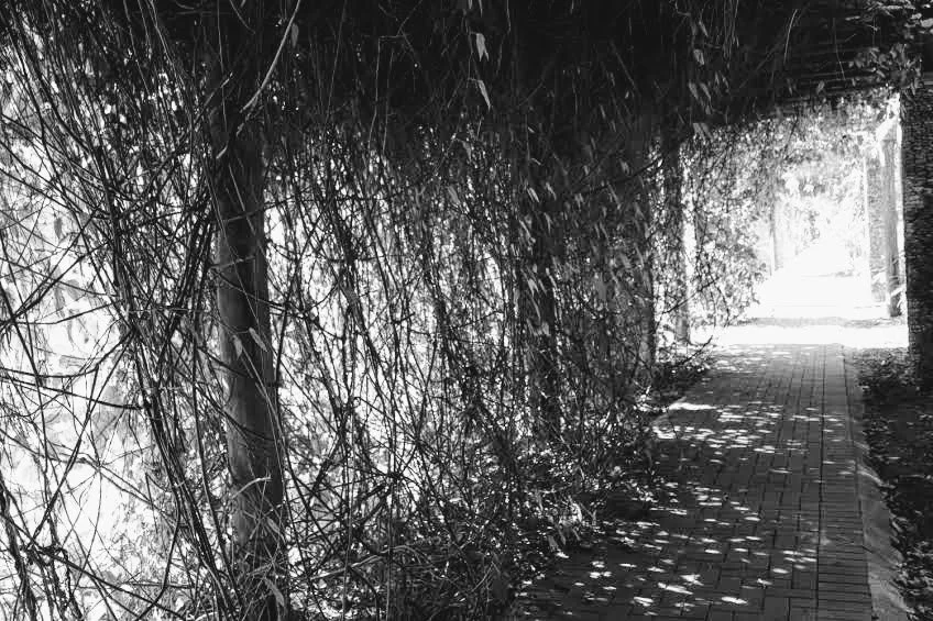Fairchild Tropical Botanic Garden Miami Florida by Mychael X.photos 00004bw.JPG