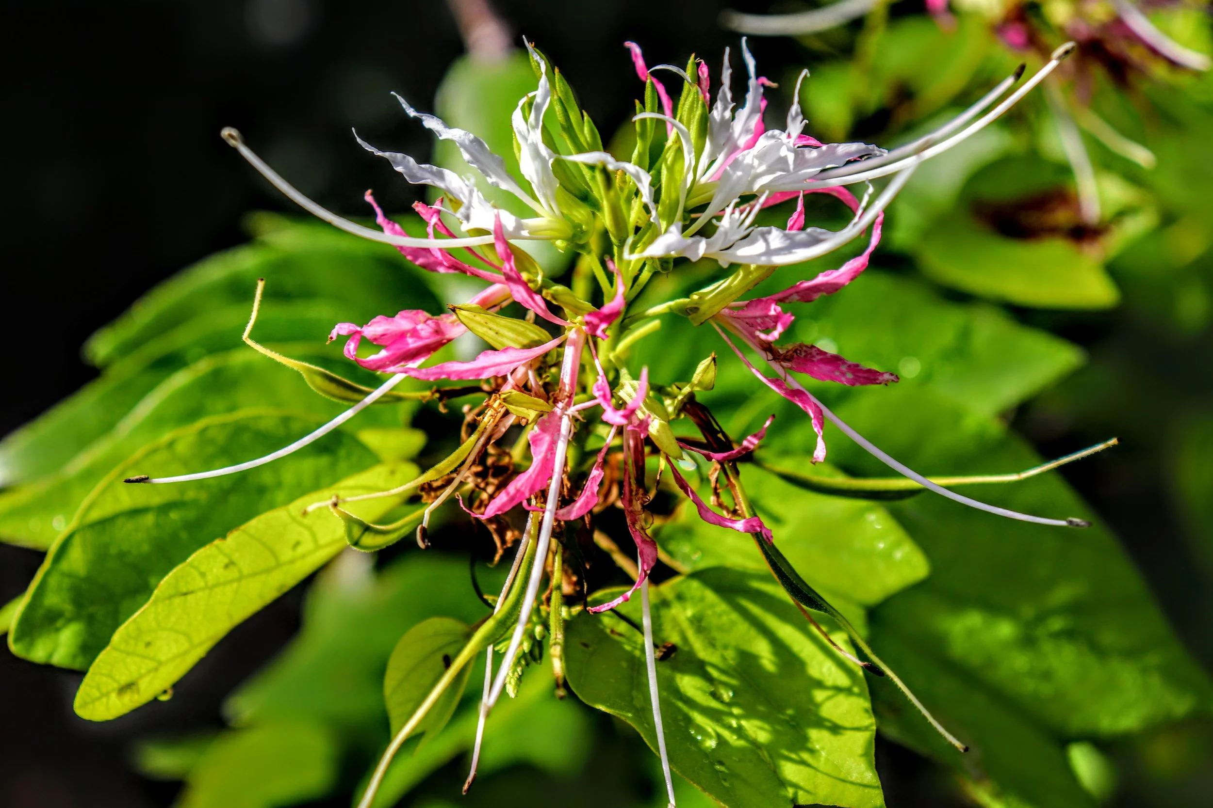 Tropical Botanic Garden by MychaelX.photos  132.JPG
