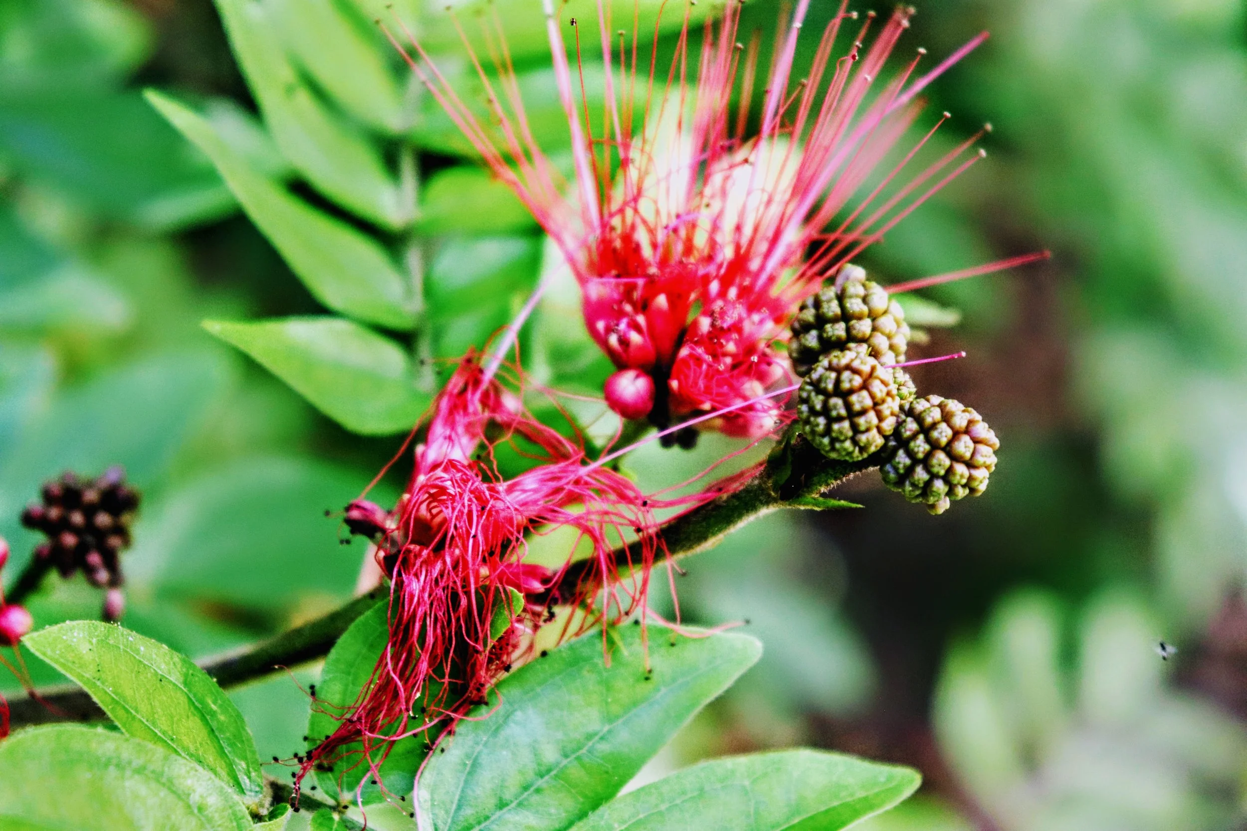 Tropical Botanic Garden by MychaelX.photos  134.JPG