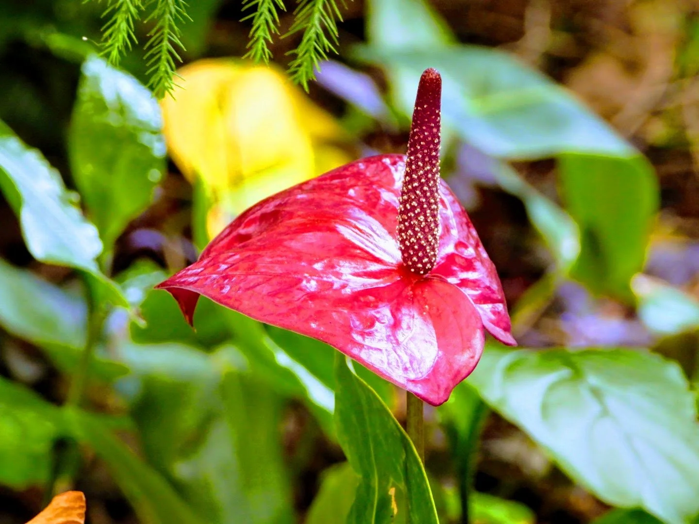 Tropical Botanic Garden by MychaelX.photos  44.JPG