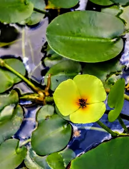 Tropical Botanic Garden by MychaelX.photos  82.JPG