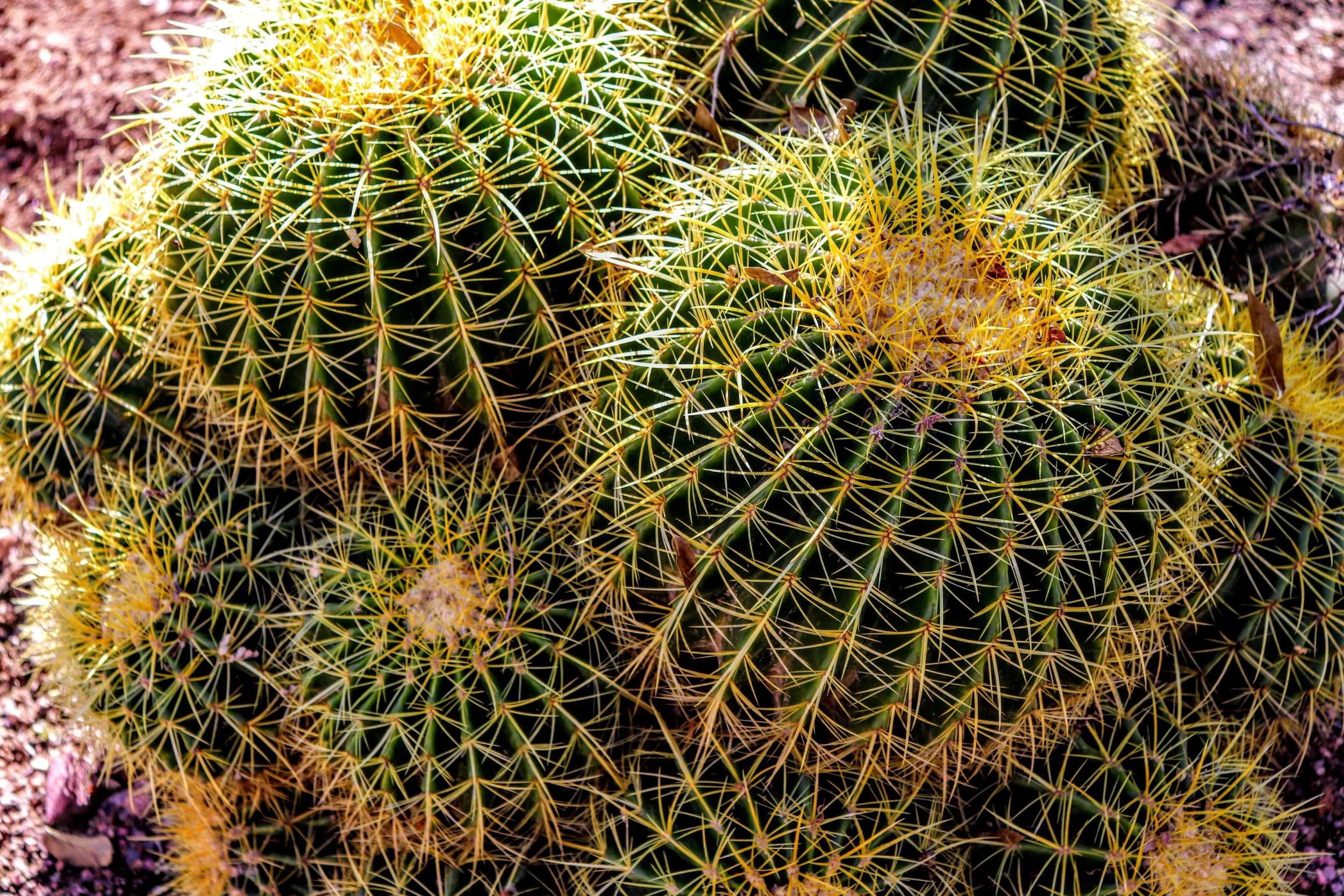 Desert Botanical Garden Phoenix Arizona by MychaelX.p6otos 0015356.JPG