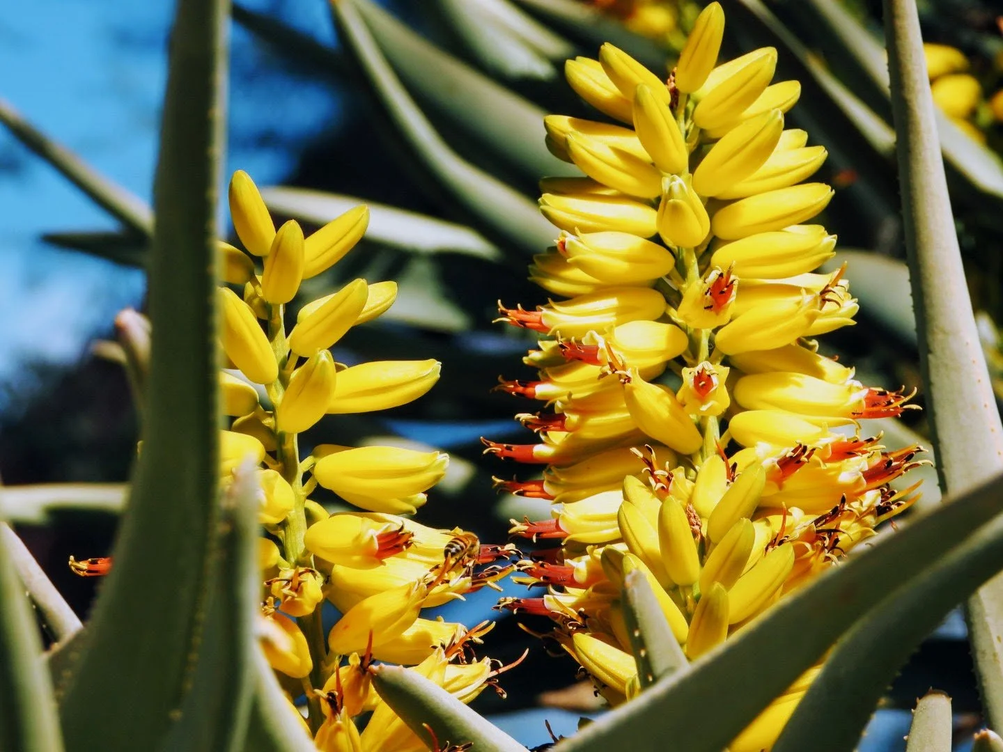 Desert Botanical Garden Phoenix Arizona by MychaelX.p6otos 021848.JPG