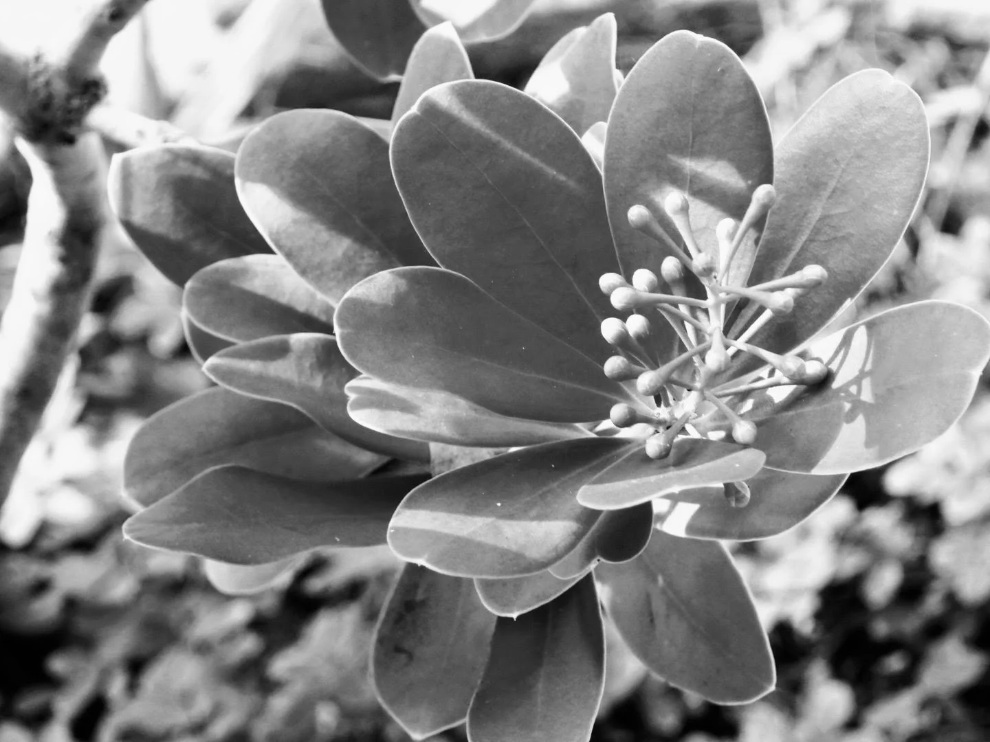 Botanical Garden in Black & White by MychaelX.photos 0071bw.JPG