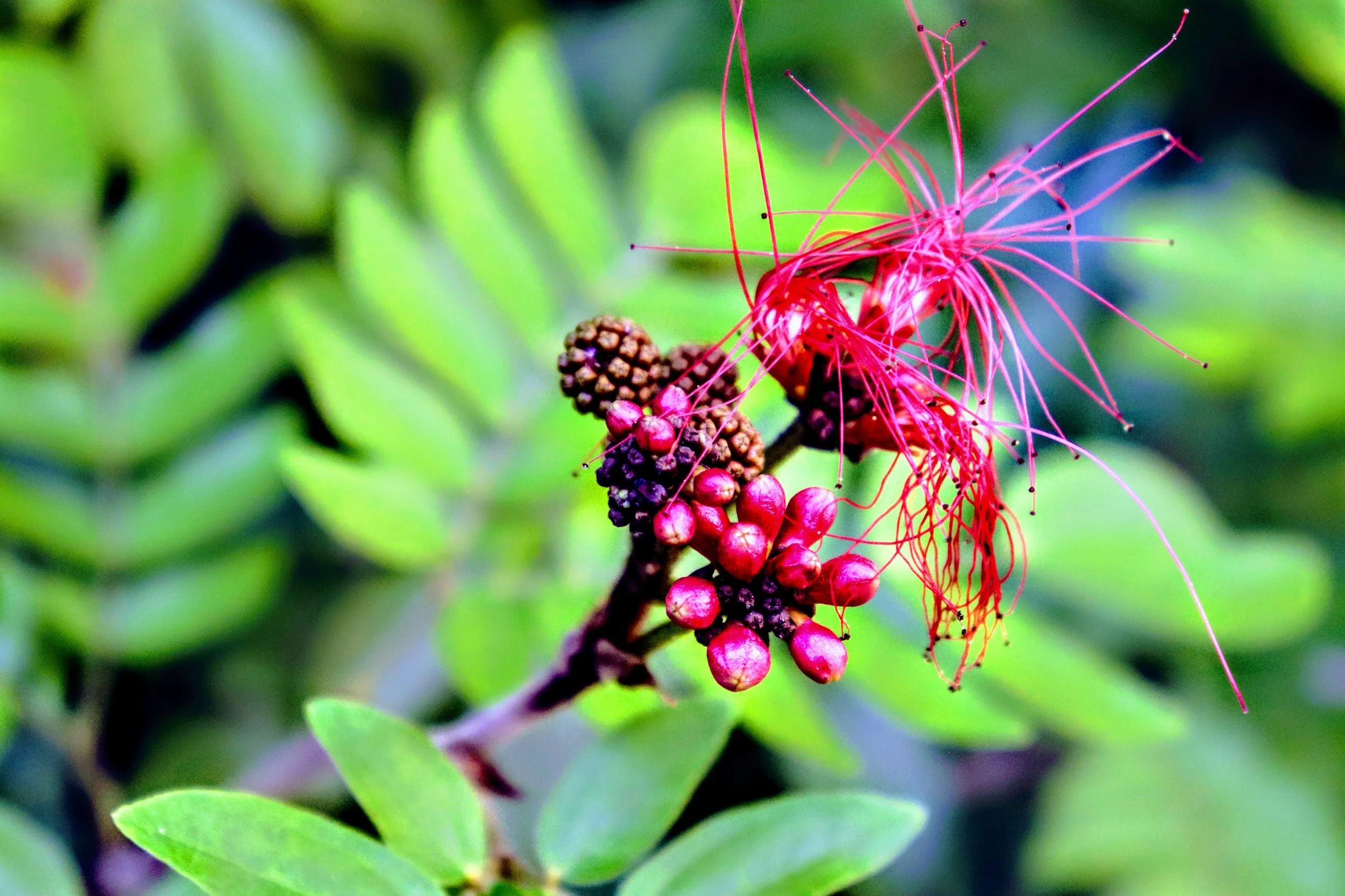 Tropical Botanic Garden by MychaelX.photos  100.JPG