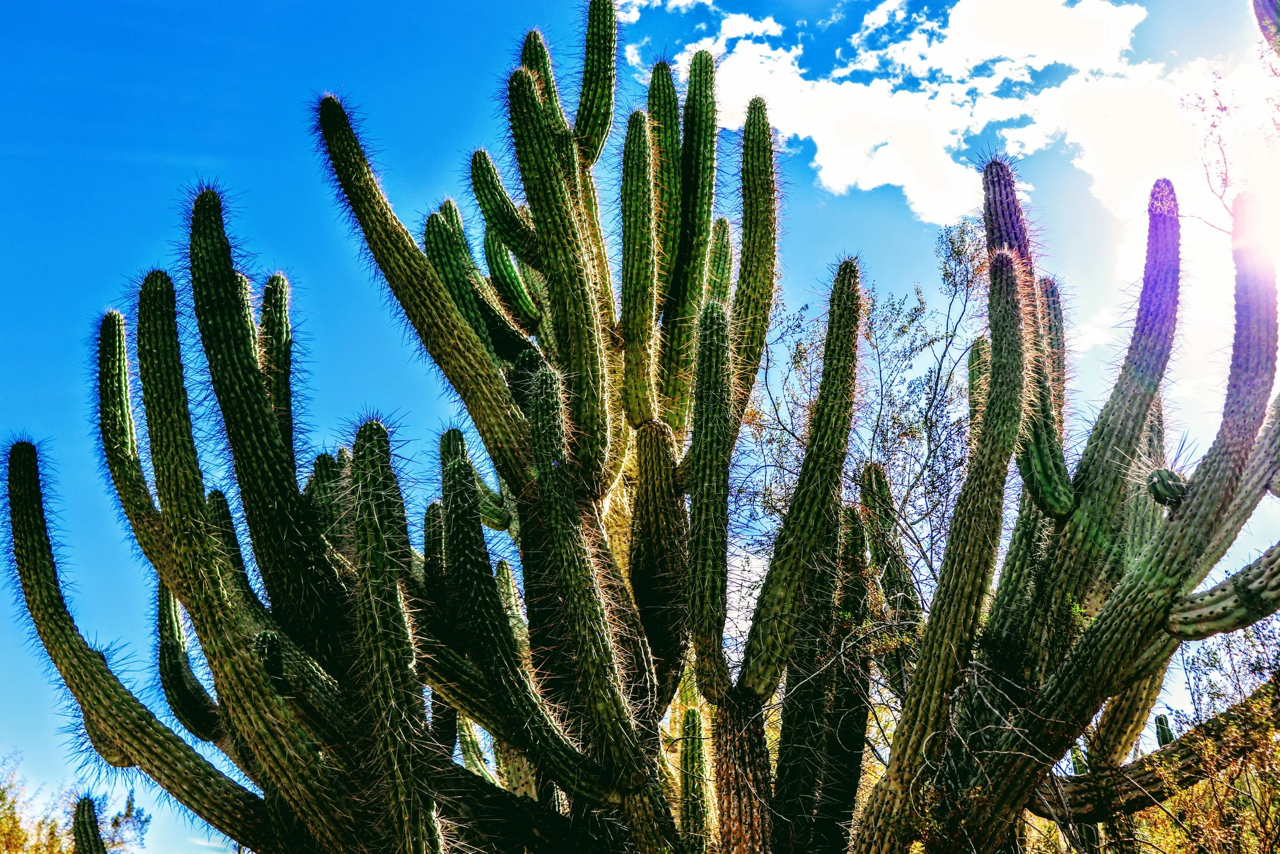 Desert Botanical Garden Phoenix Arizona by MychaelX.p6otos 0015412.JPG