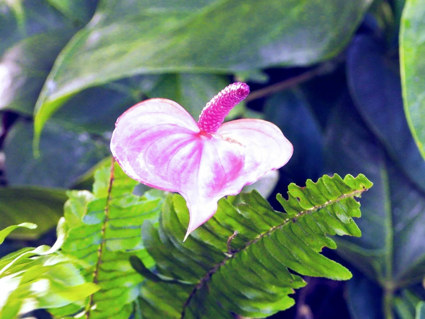 Tropical Botanic Garden by MychaelX.photos  56.JPG