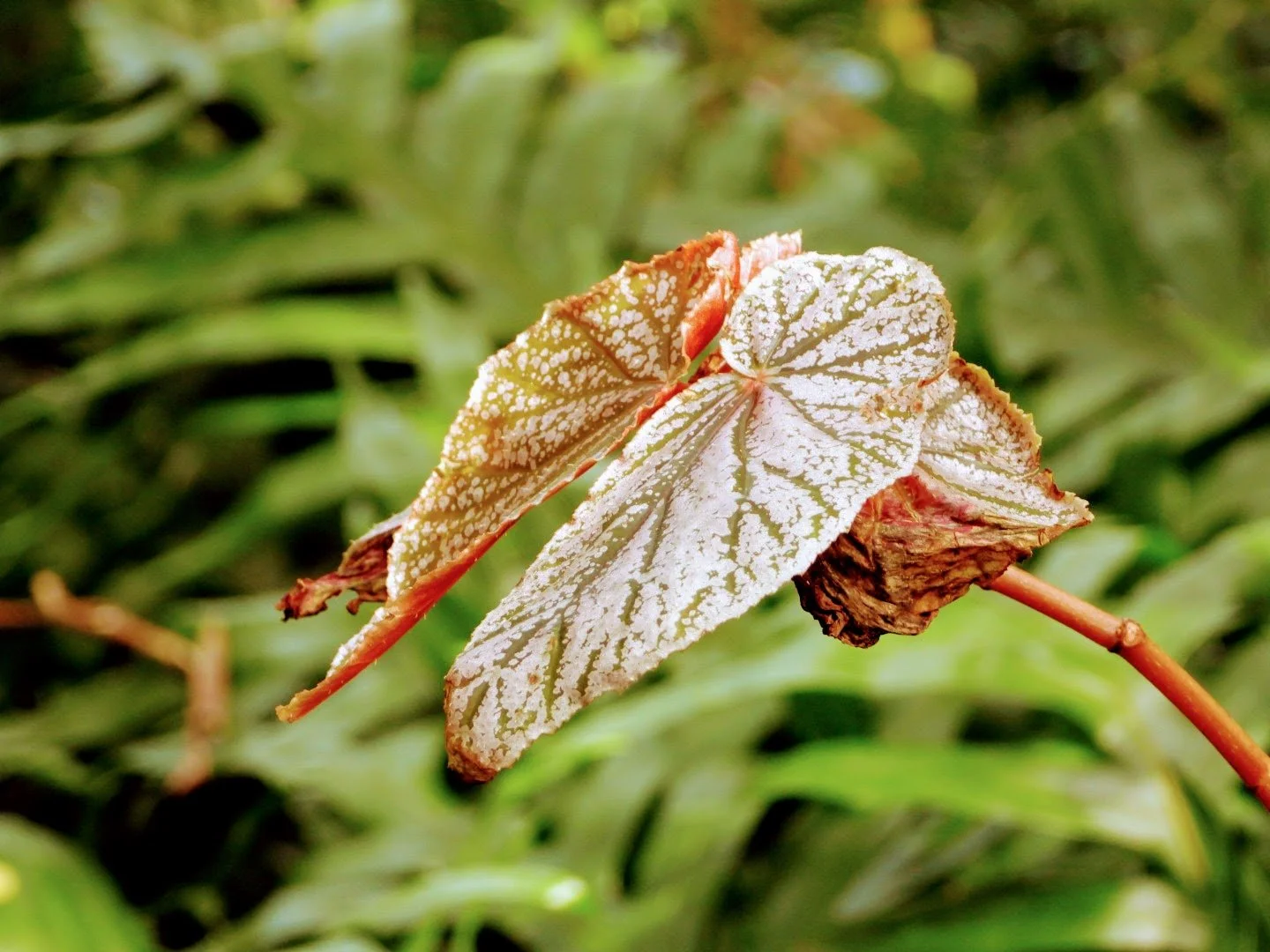 Tropical Botanic Garden by MychaelX.photos  77.JPG
