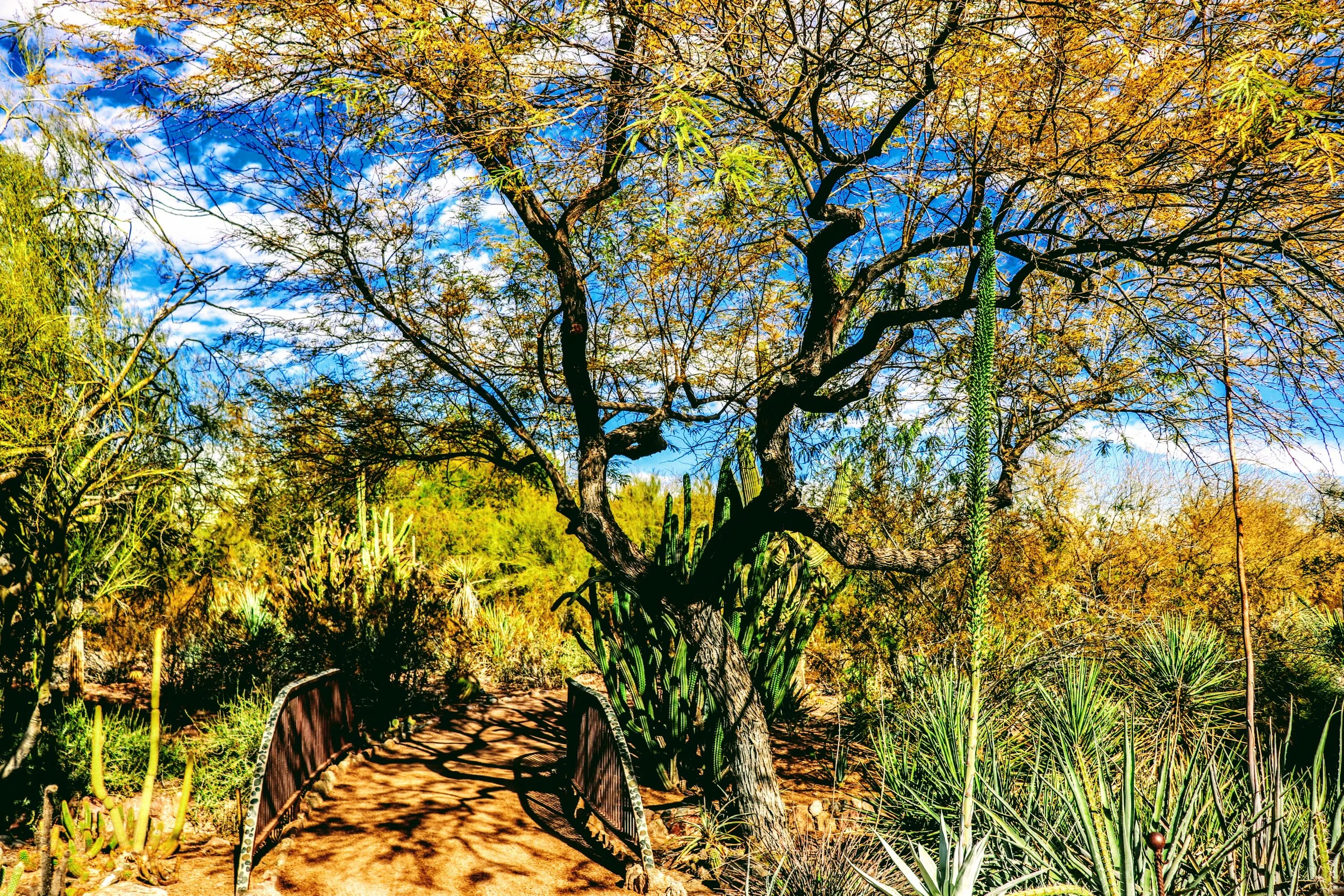 Desert Botanical Garden Phoenix Arizona by MychaelX.p6otos 0015406.JPG