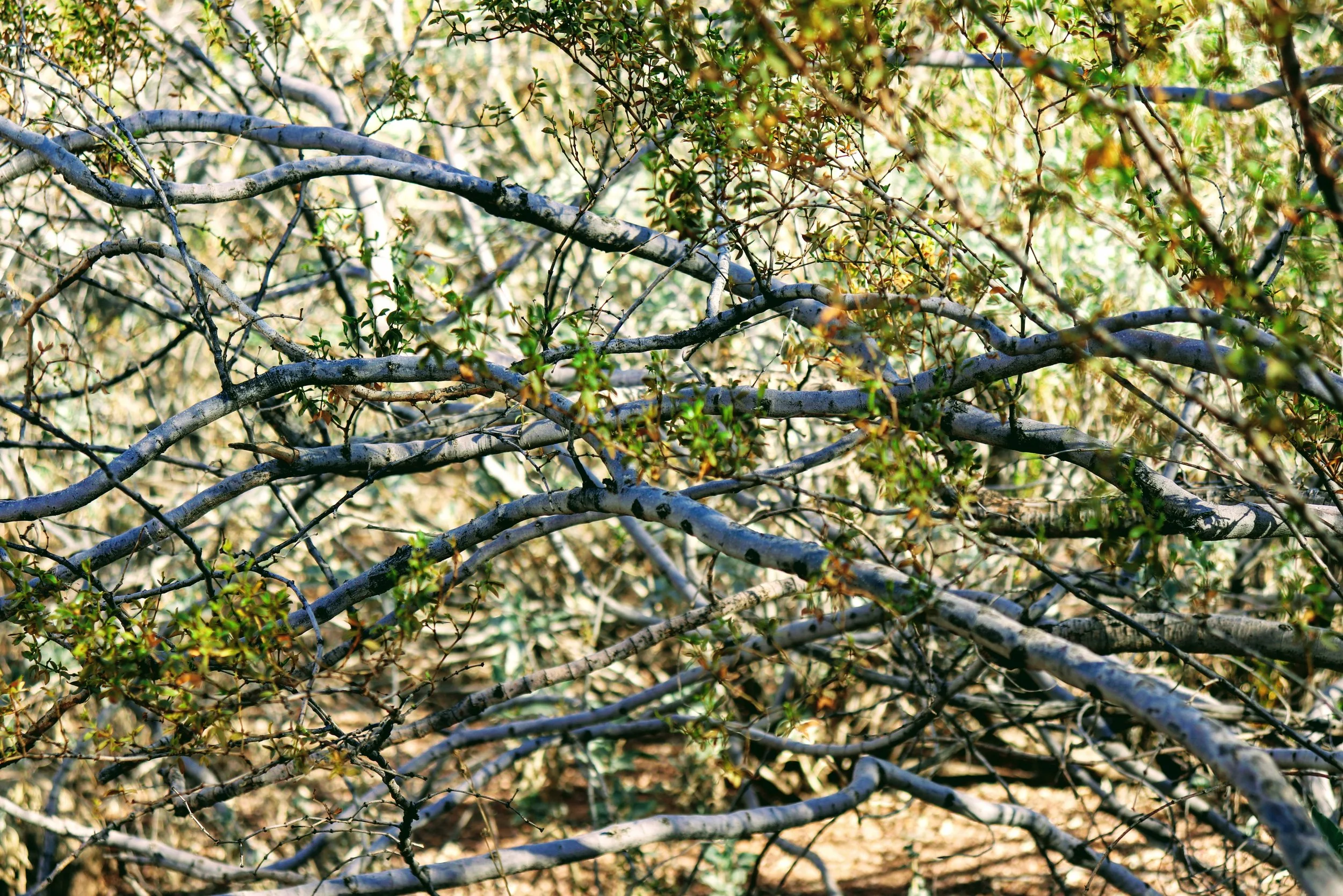 Desert Botanical Garden Phoenix Arizona by MychaelX.p6otos 021392.JPG