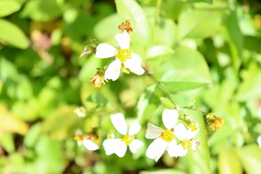 Tropical Botanic Garden by MychaelX.photos  49.JPG