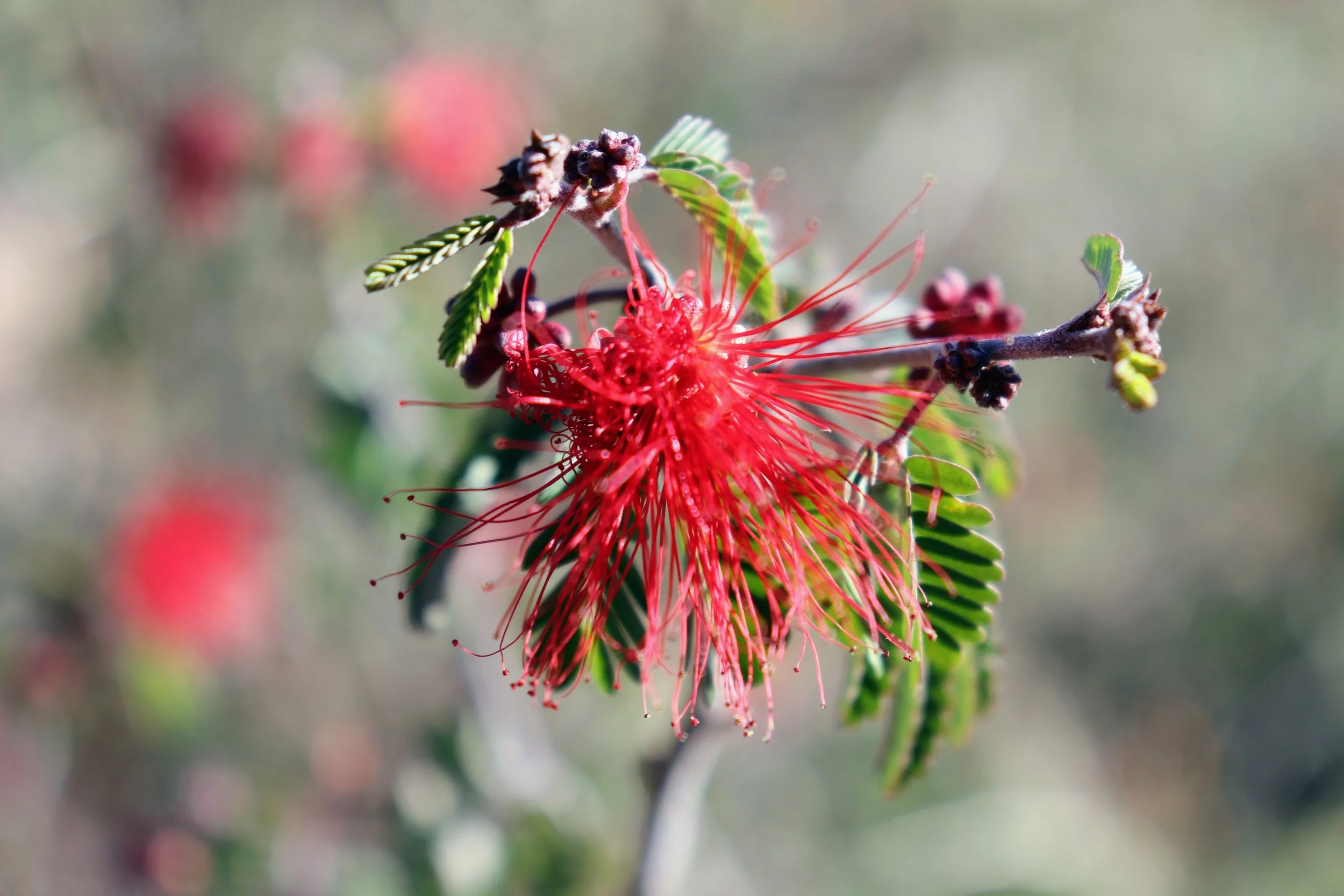 Desert Botanical Garden Phoenix Arizona by MychaelX.p6otos 021951.JPG