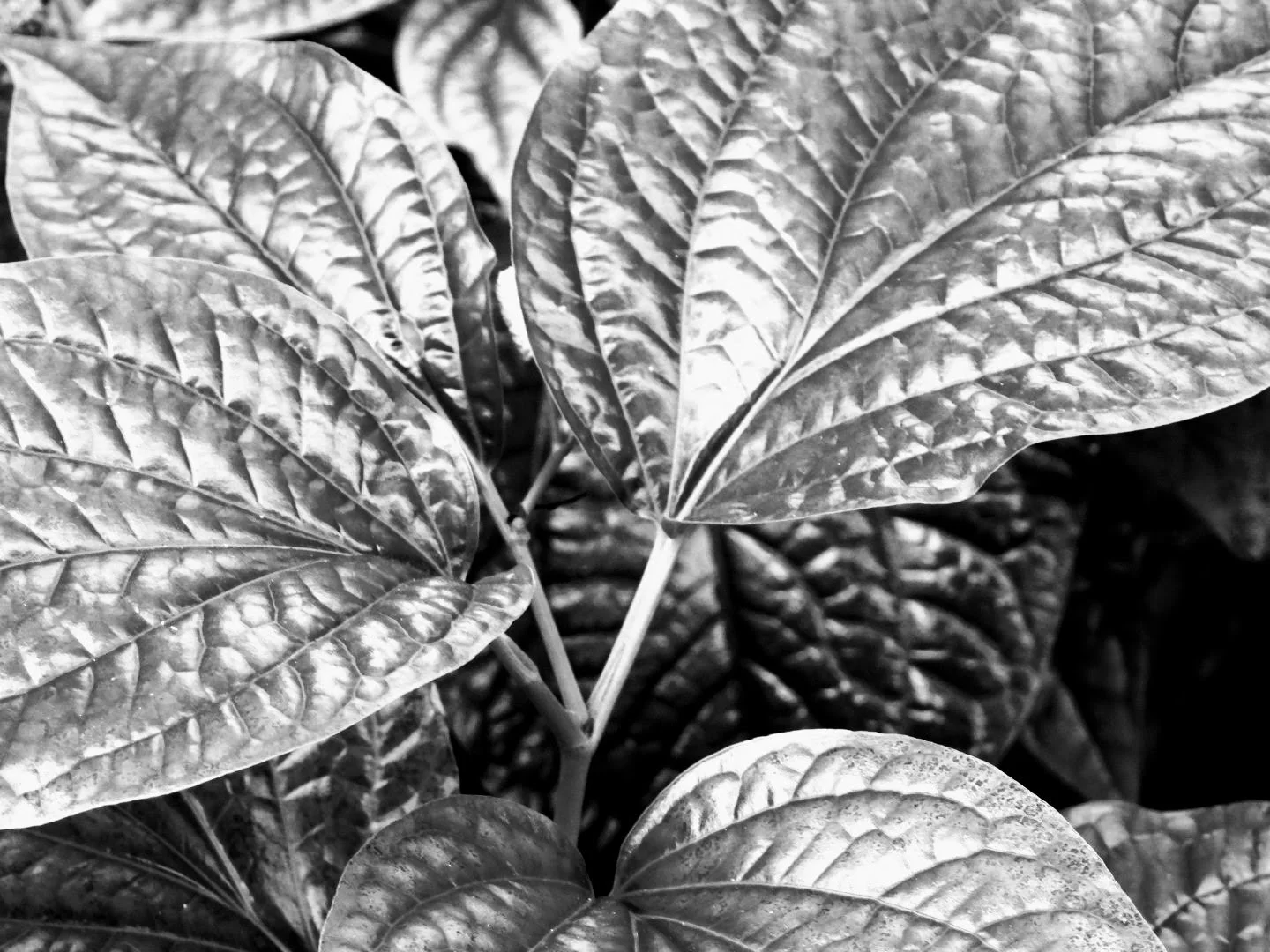 Botanical Garden in Black & White by MychaelX.photos 00052bw.JPG