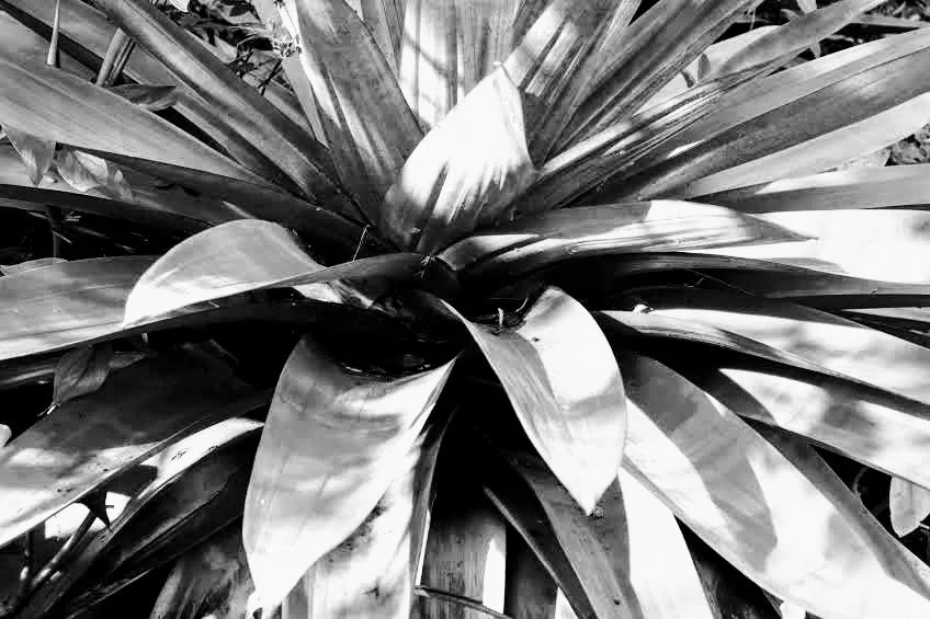 Botanical Garden in Black & White by MychaelX.photos 0002bw.JPG