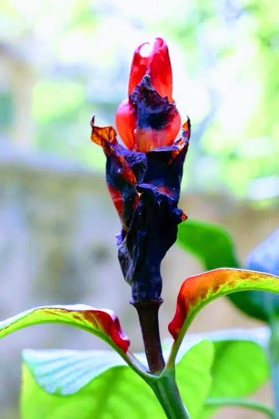 Tropical Botanic Garden by MychaelX.photos  34.JPG