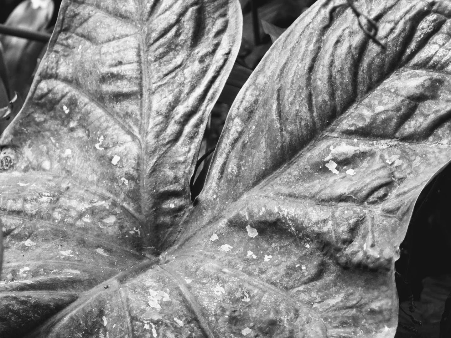 Botanical Garden in Black & White by MychaelX.photos 0085bw.JPG