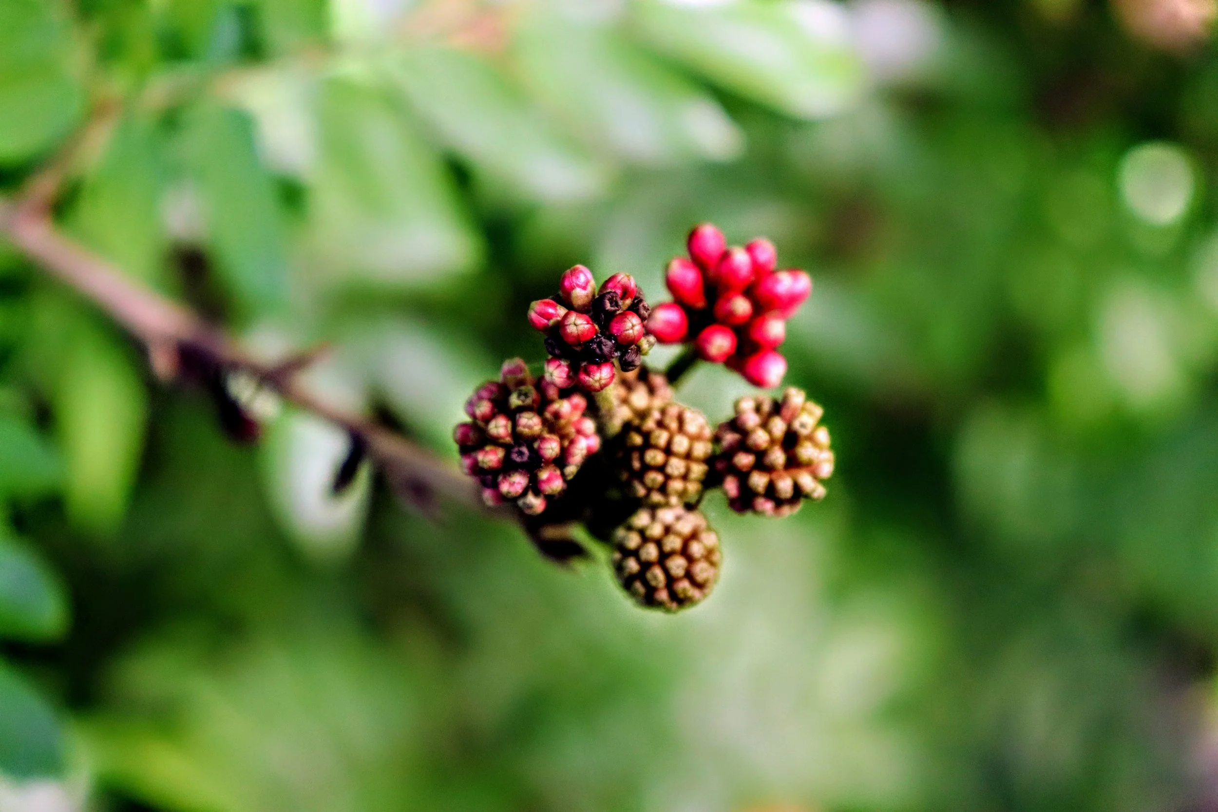 Tropical Botanic Garden by MychaelX.photos  14.JPG