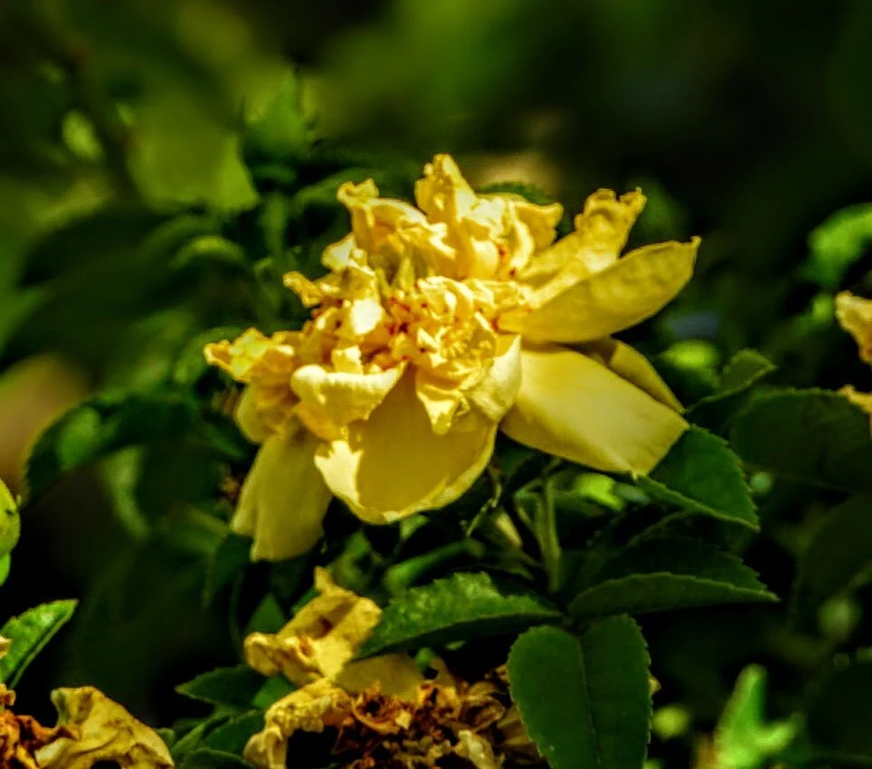 DESERT BOTANICAL GARDEN BY MYCHAELX.PHOTOS  010044.JPG