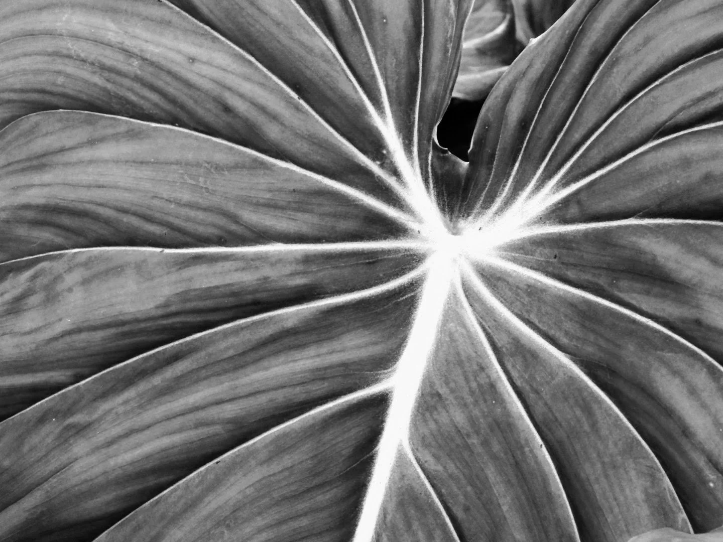 Botanical Garden in Black & White by MychaelX.photos 00044bw.JPG