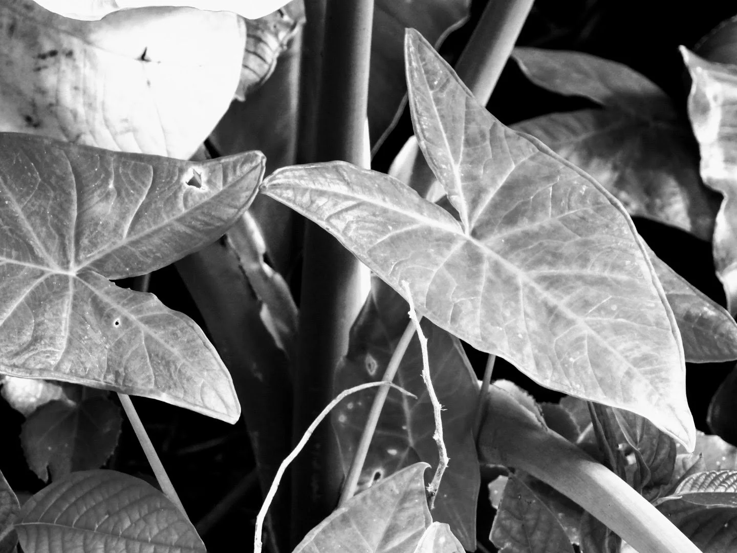 Botanical Garden in Black & White by MychaelX.photos 0095bw.JPG