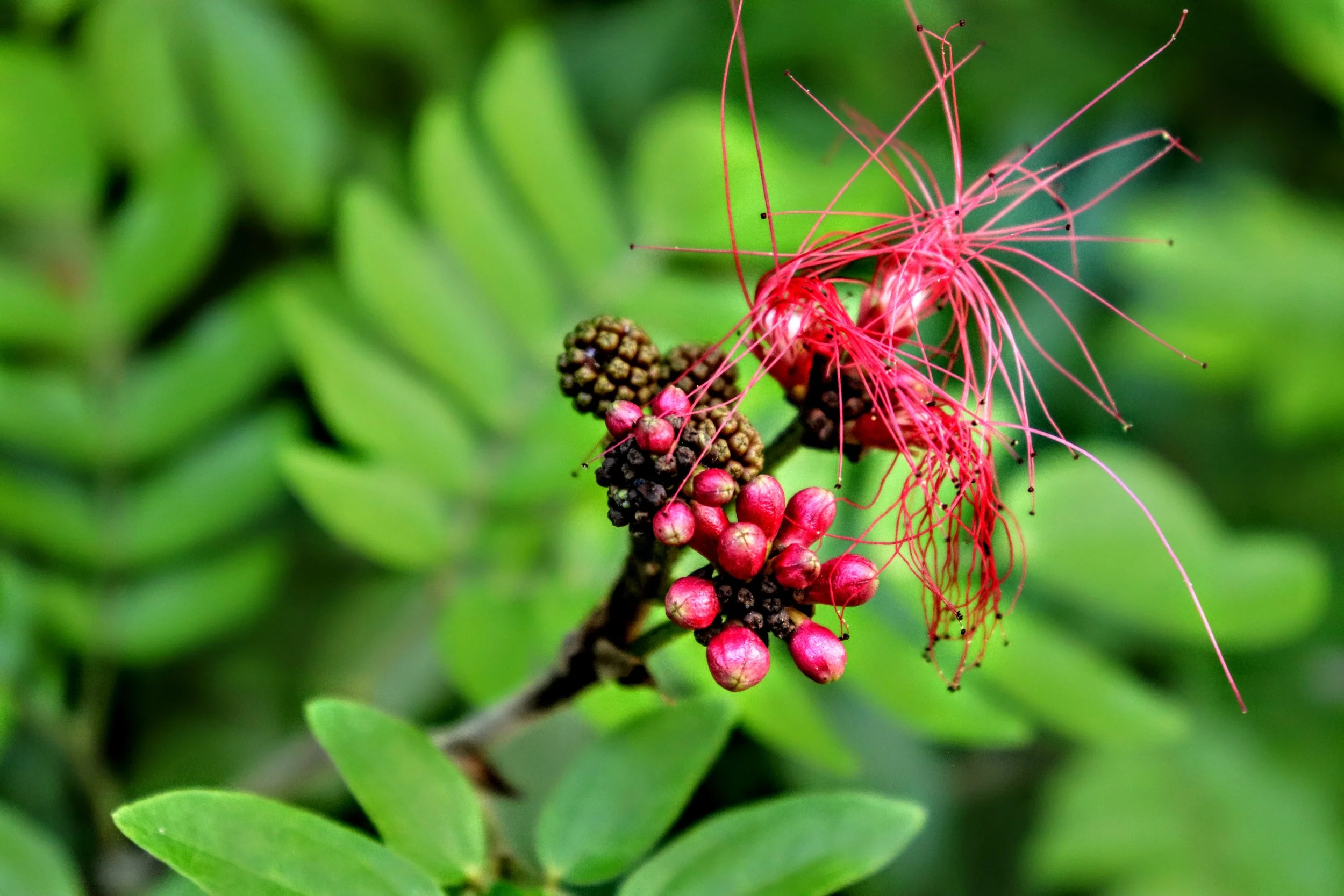 Tropical Botanic Garden by MychaelX.photos  136.JPG