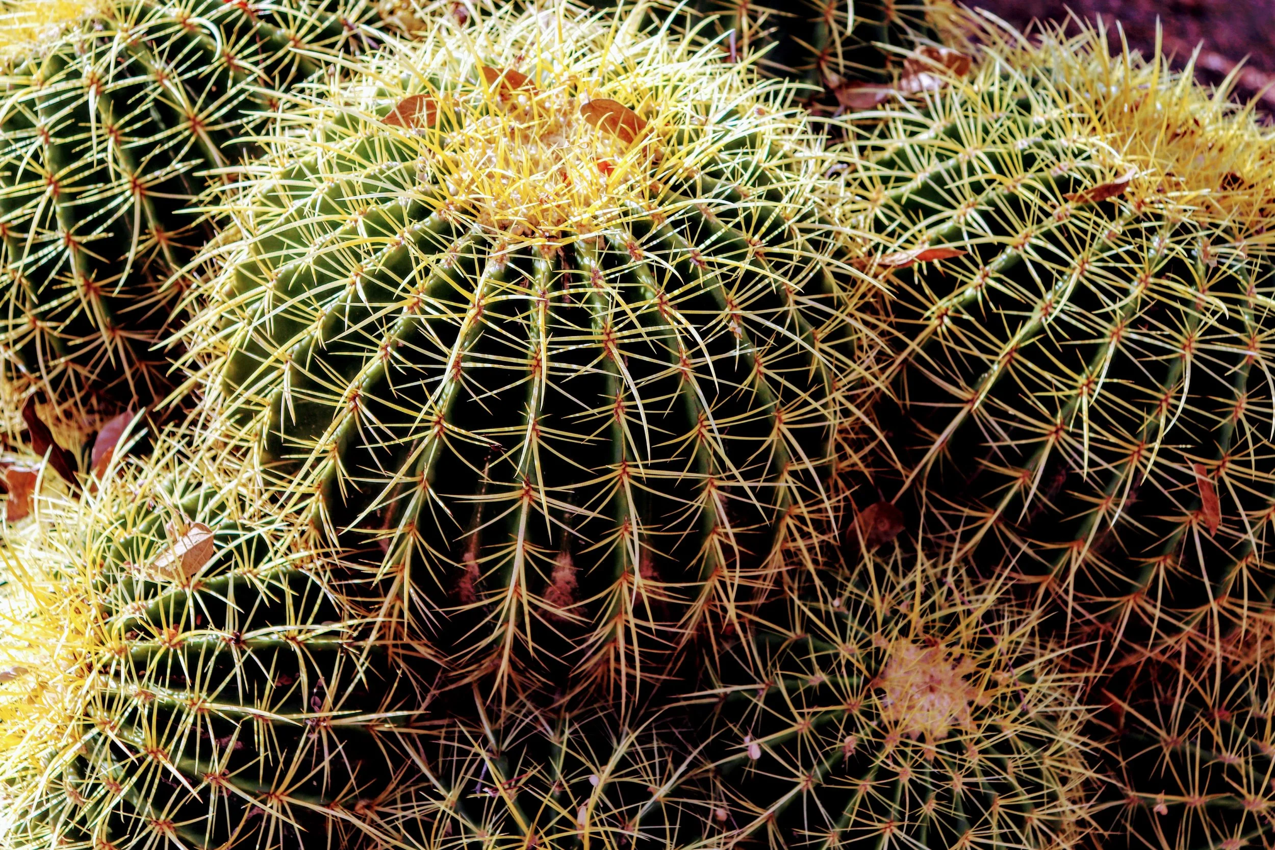 Desert Botanical Garden Phoenix Arizona by MychaelX.p6otos 0015350.JPG