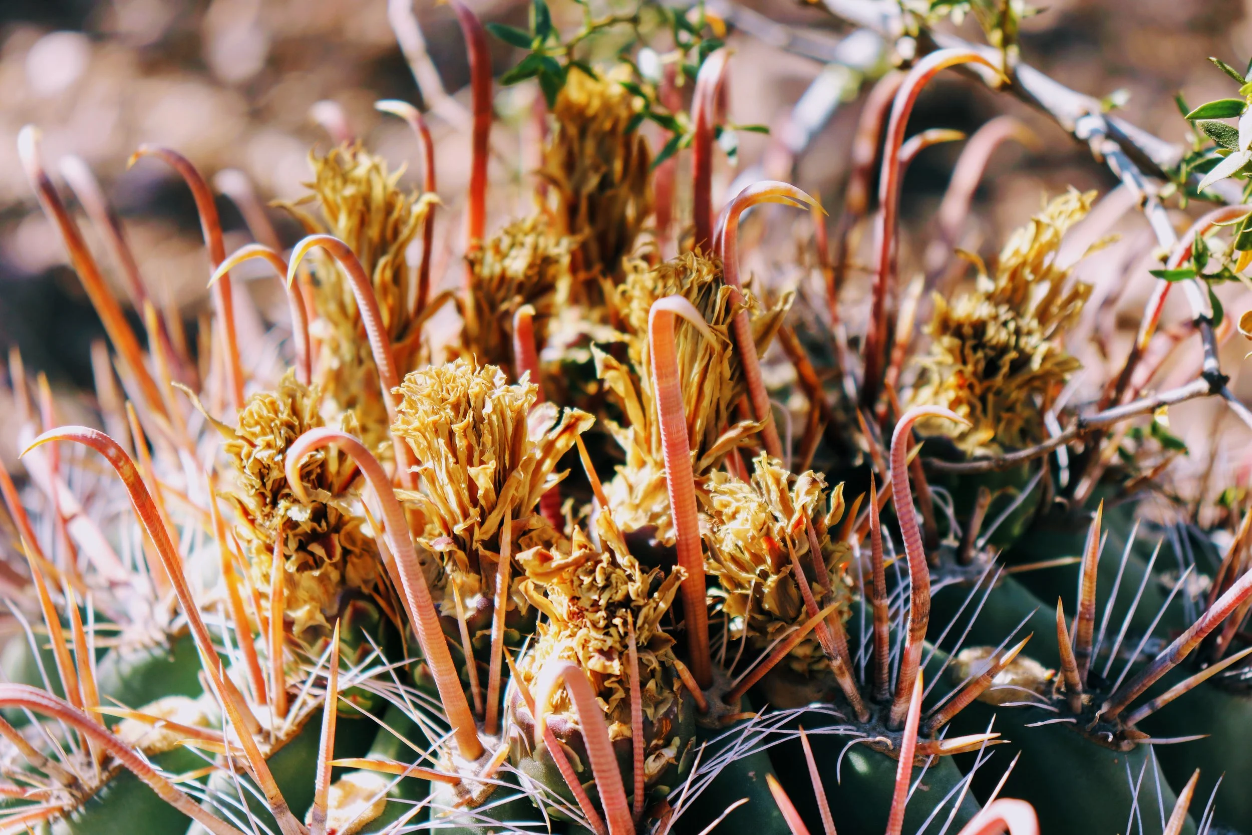 Desert Botanical Garden Phoenix Arizona by MychaelX.p6otos 021888.JPG