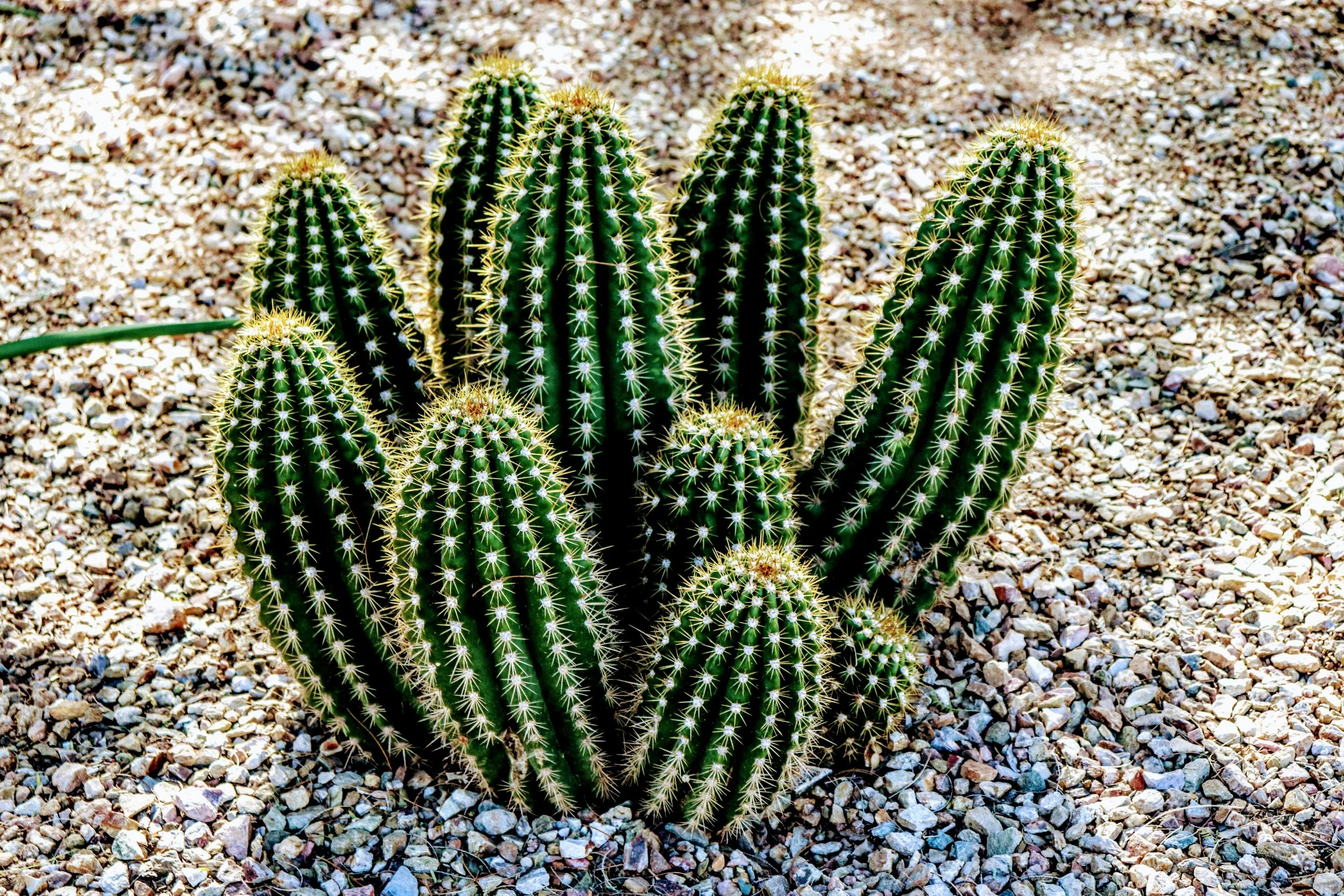Desert Botanical Garden Phoenix Arizona by MychaelX.p6otos 001660.JPG