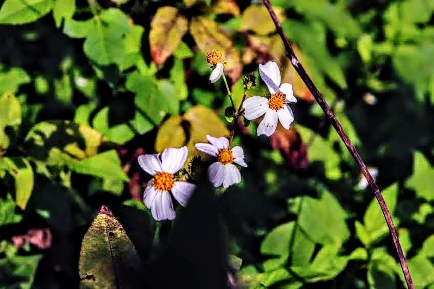 Tropical Botanic Garden by MychaelX.photos  46.JPG