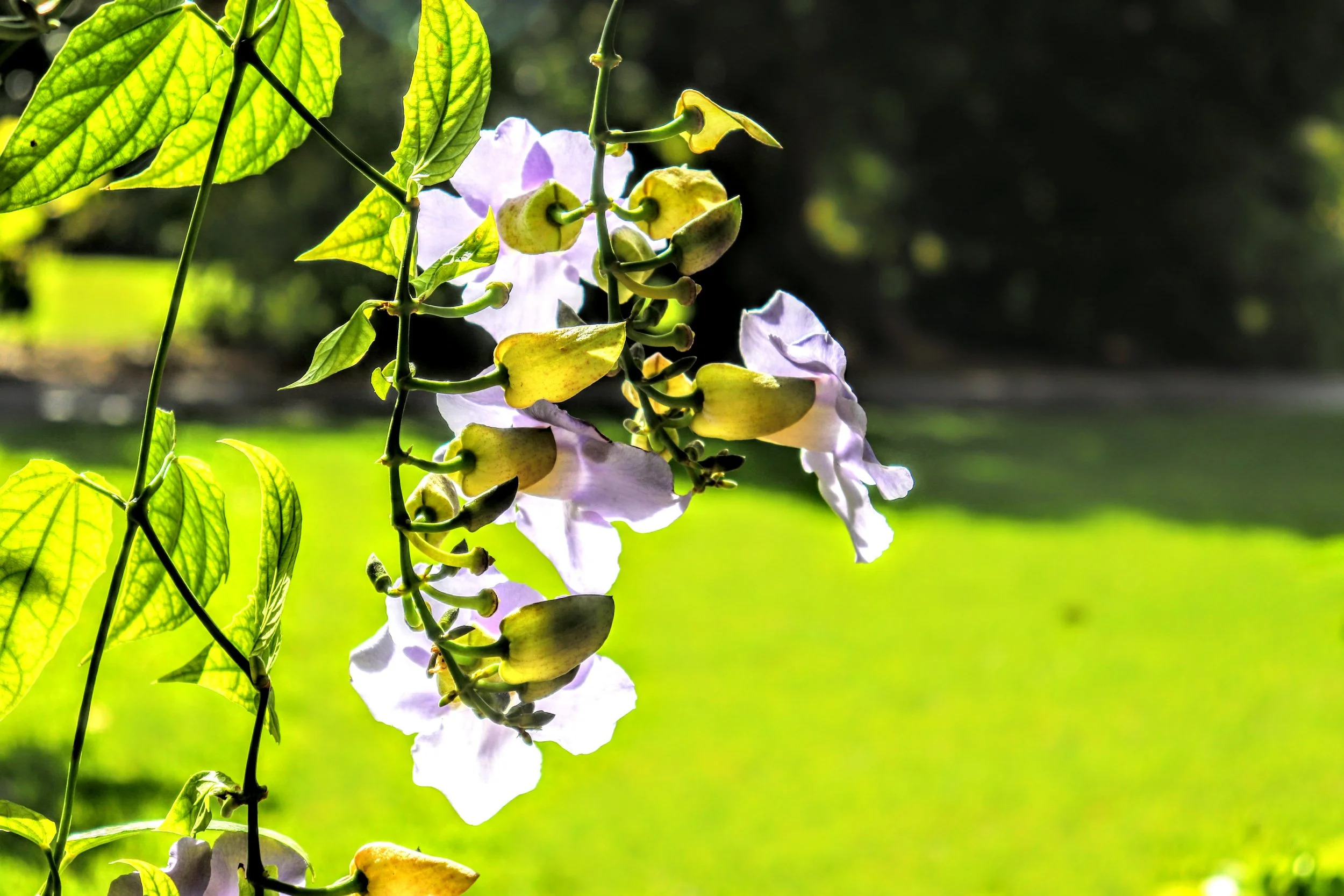 Tropical Botanic Garden by MychaelX.photos  117.JPG