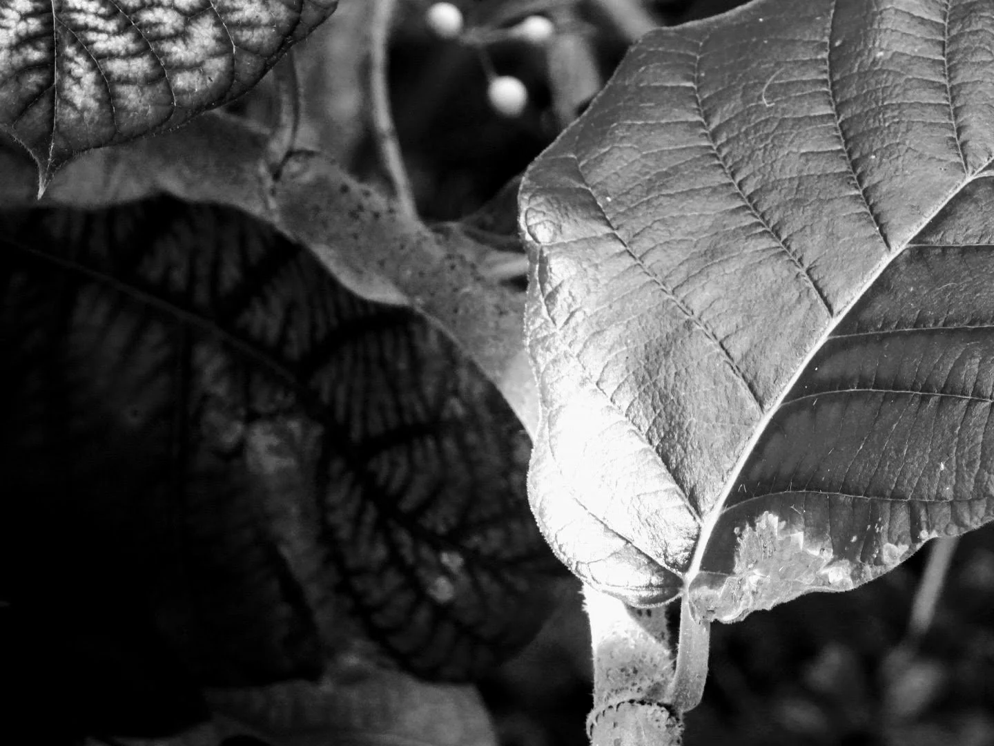 Botanical Garden in Black & White by MychaelX.photos 00109bw.JPG