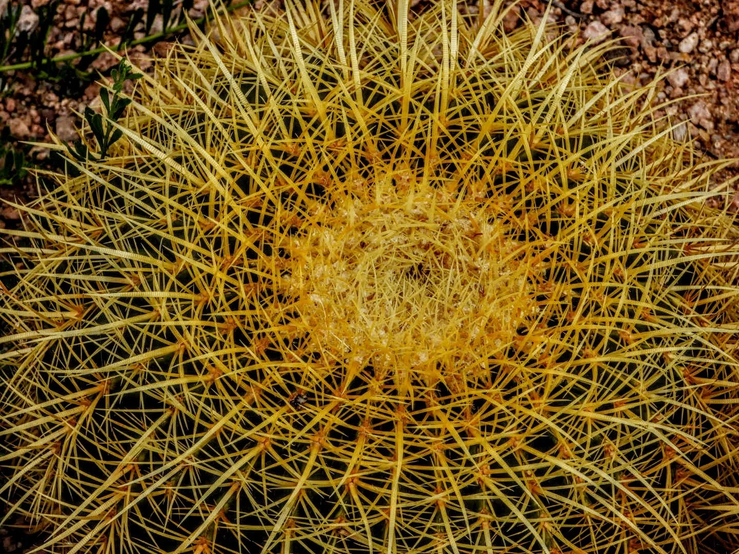 Desert Botanical Garden by MychaelX.photos  0000011.JPG