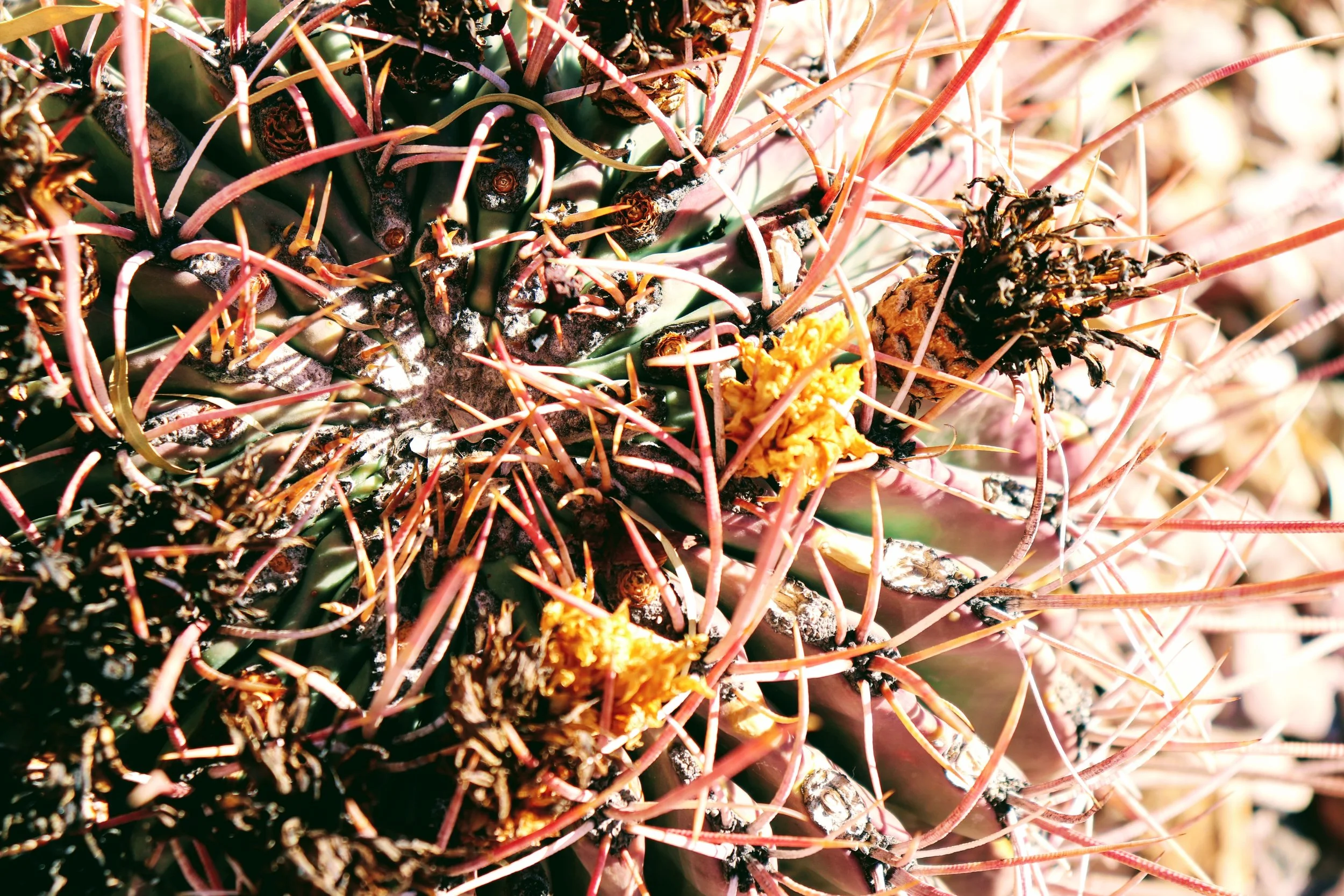 Desert Botanical Garden Phoenix Arizona by MychaelX.p6otos 021826.JPG