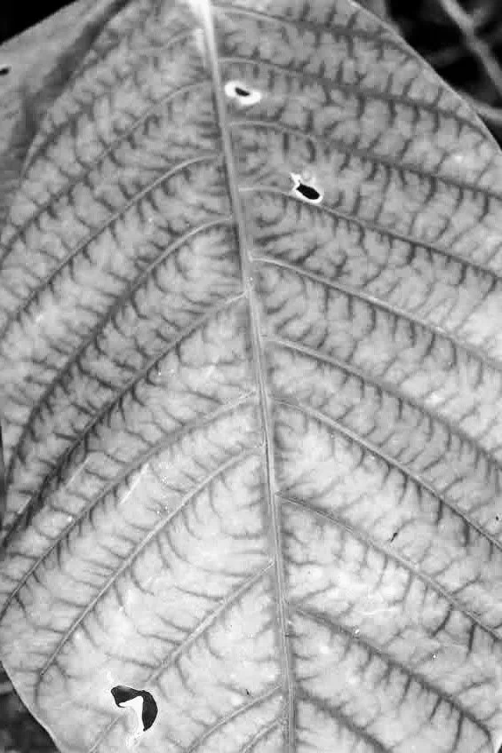 Botanical Garden in Black & White by MychaelX.photos 0001bw.JPG