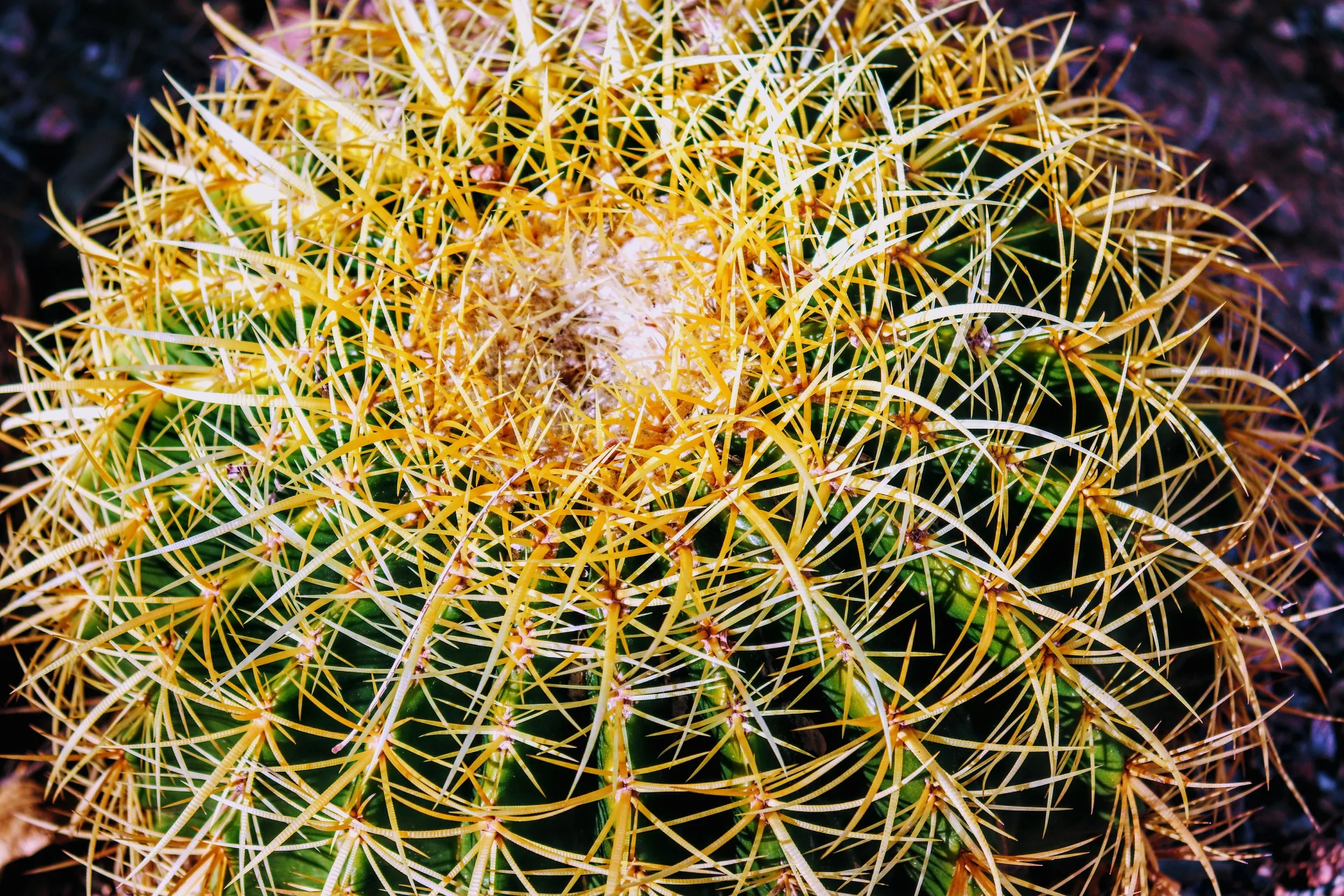 Desert Botanical Garden Phoenix Arizona by MychaelX.p6otos 0015340.JPG