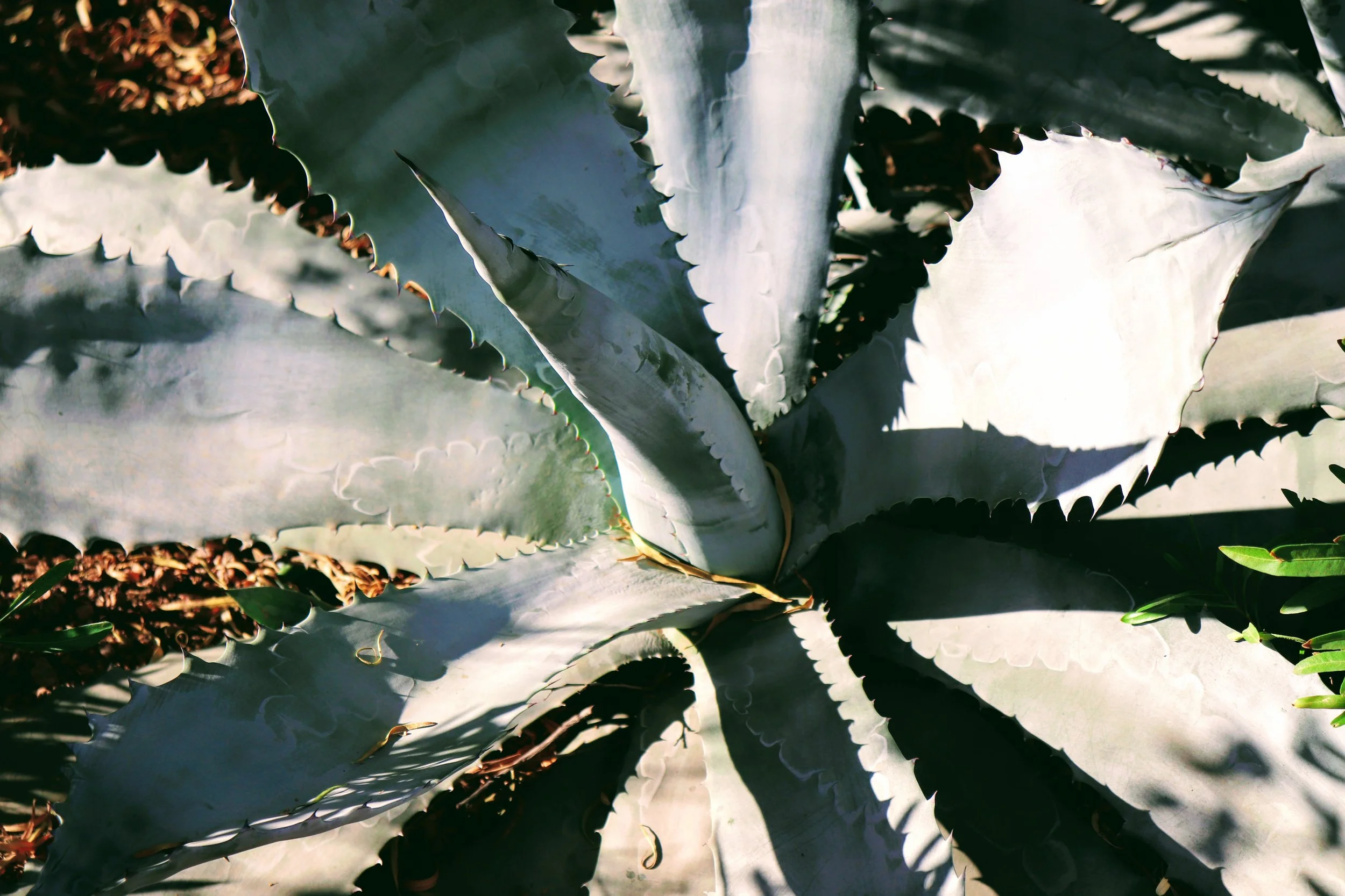 Desert Botanical Garden Phoenix Arizona by MychaelX.p6otos 021446.JPG