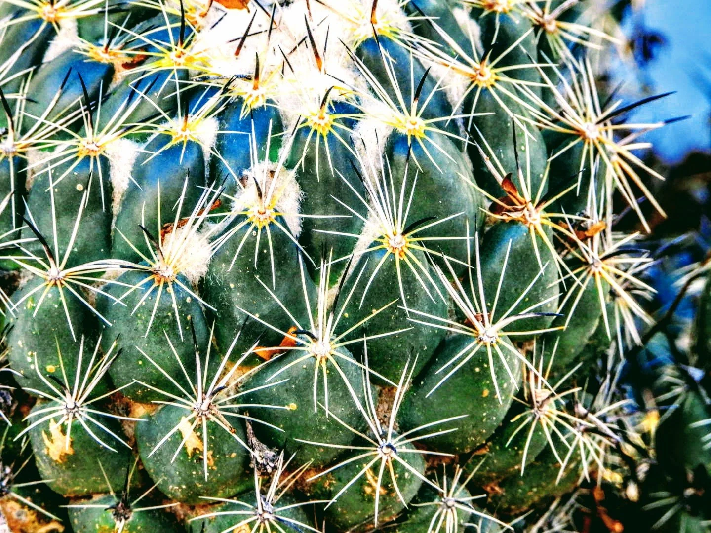 Desert Botanical Garden Phoenix Arizona by MychaelX.p6otos 0015270.JPG