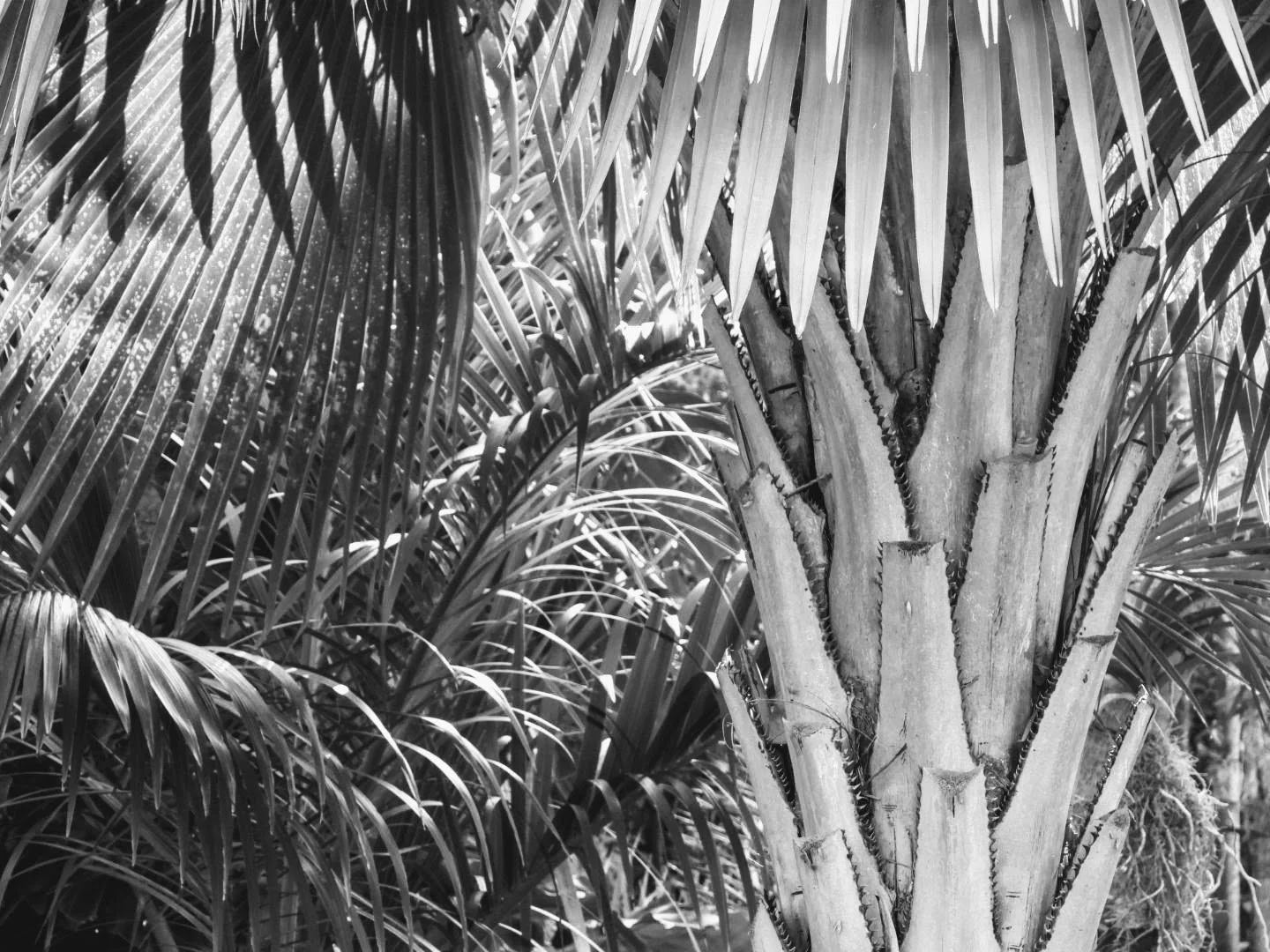 Botanical Garden in Black & White by MychaelX.photos 00030b.JPG