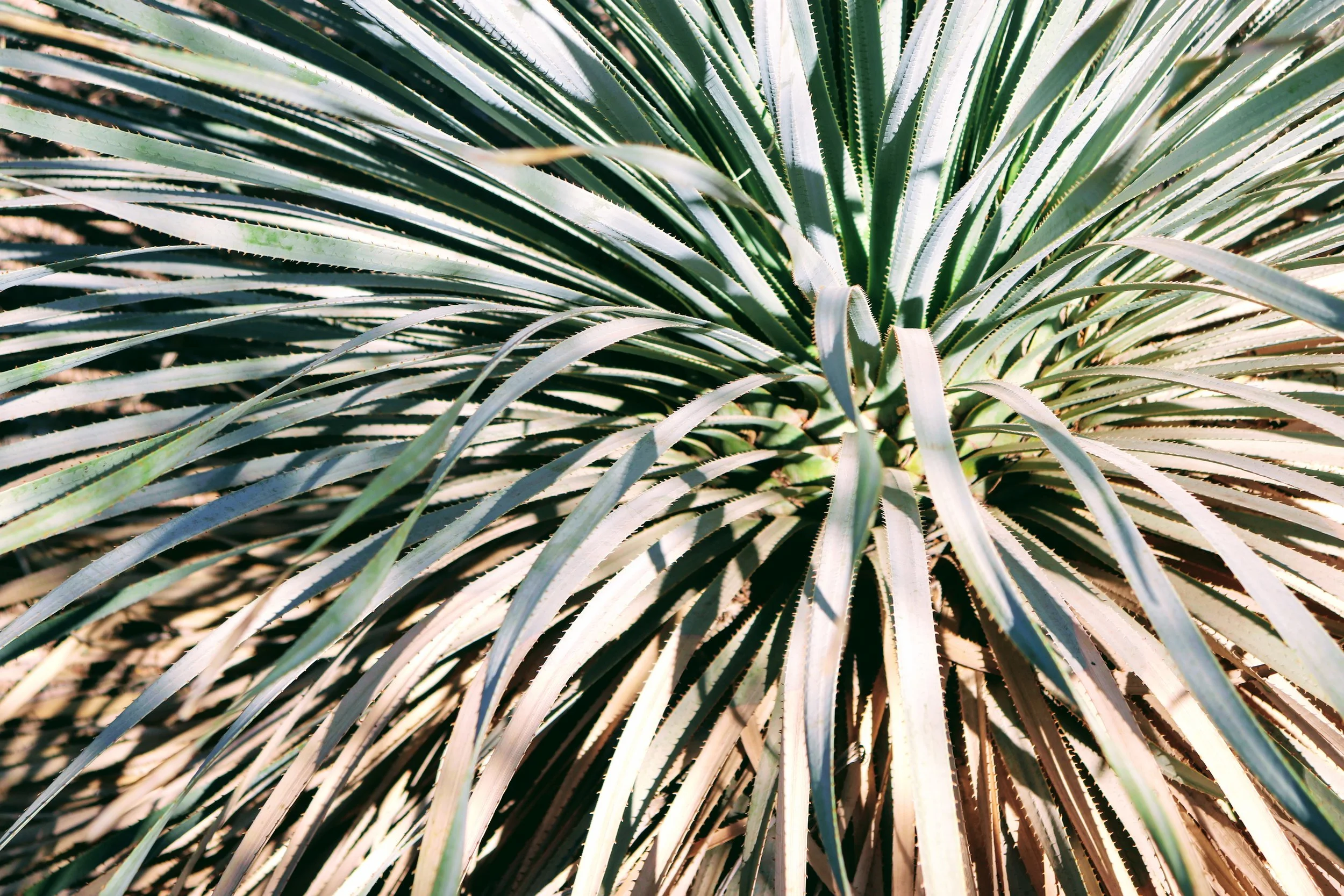 Desert Botanical Garden Phoenix Arizona by MychaelX.p6otos 021324.JPG