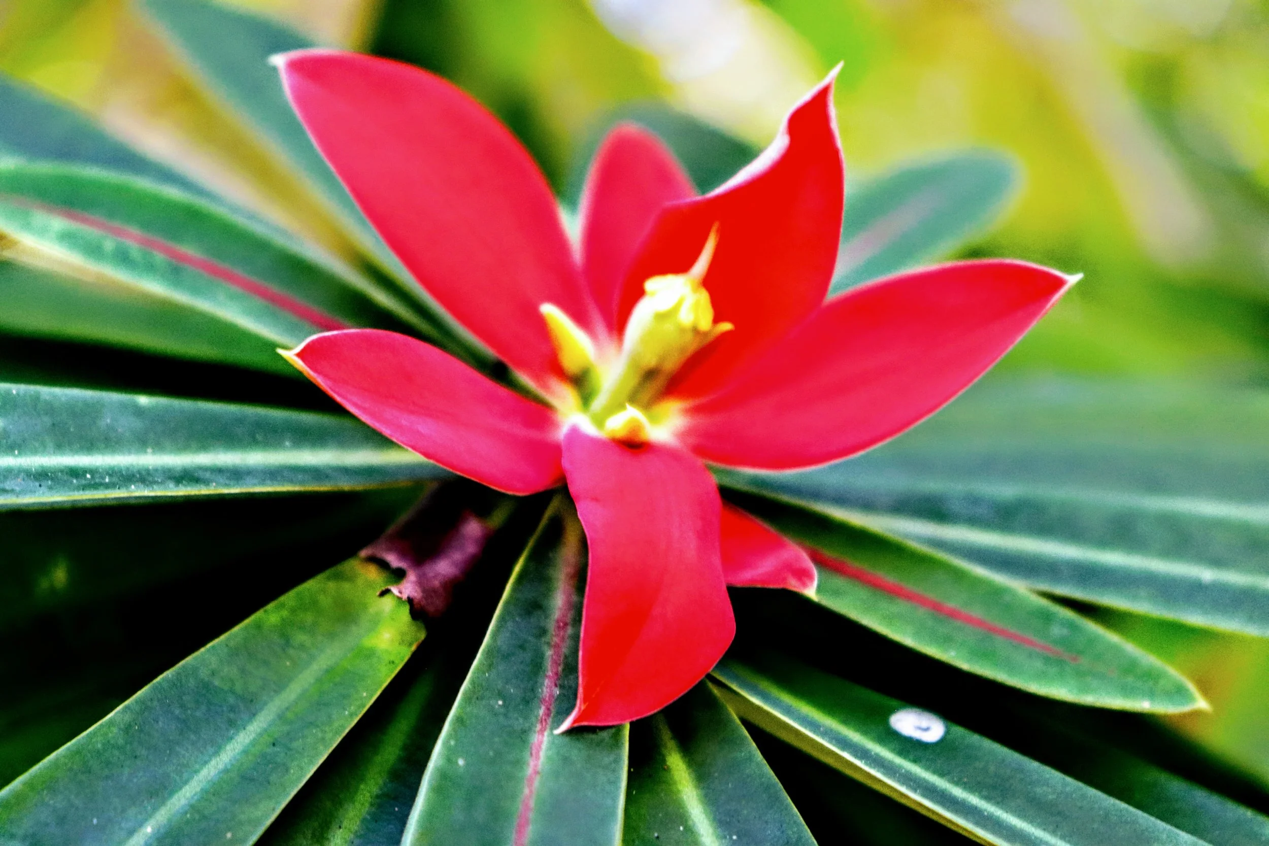 Tropical Botanic Garden by MychaelX.photos  2.JPG