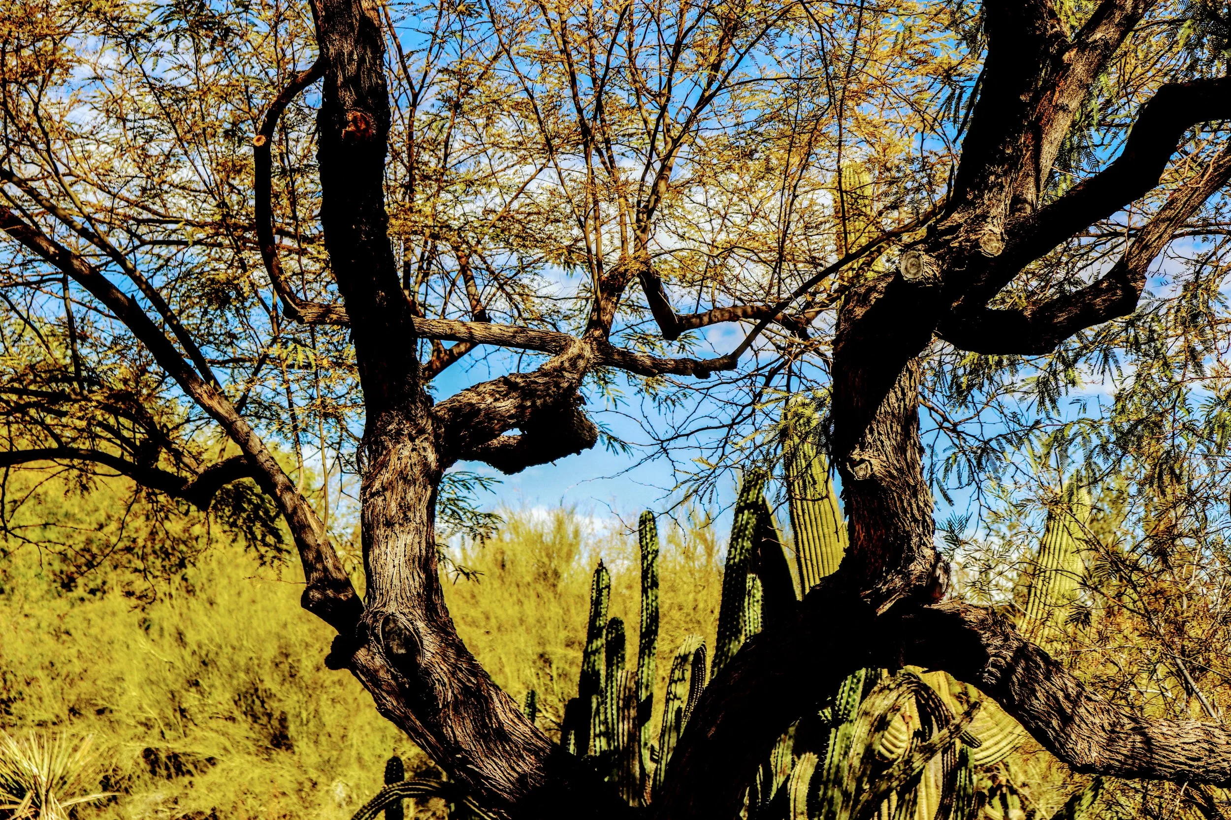 Desert Botanical Garden Phoenix Arizona by MychaelX.p6otos 0015402.JPG