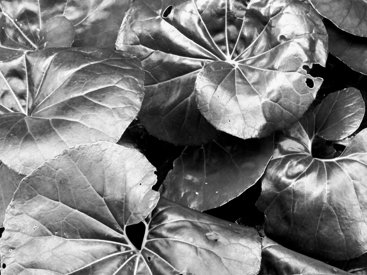 Botanical Garden in Black & White by MychaelX.photos 00027bw.JPG