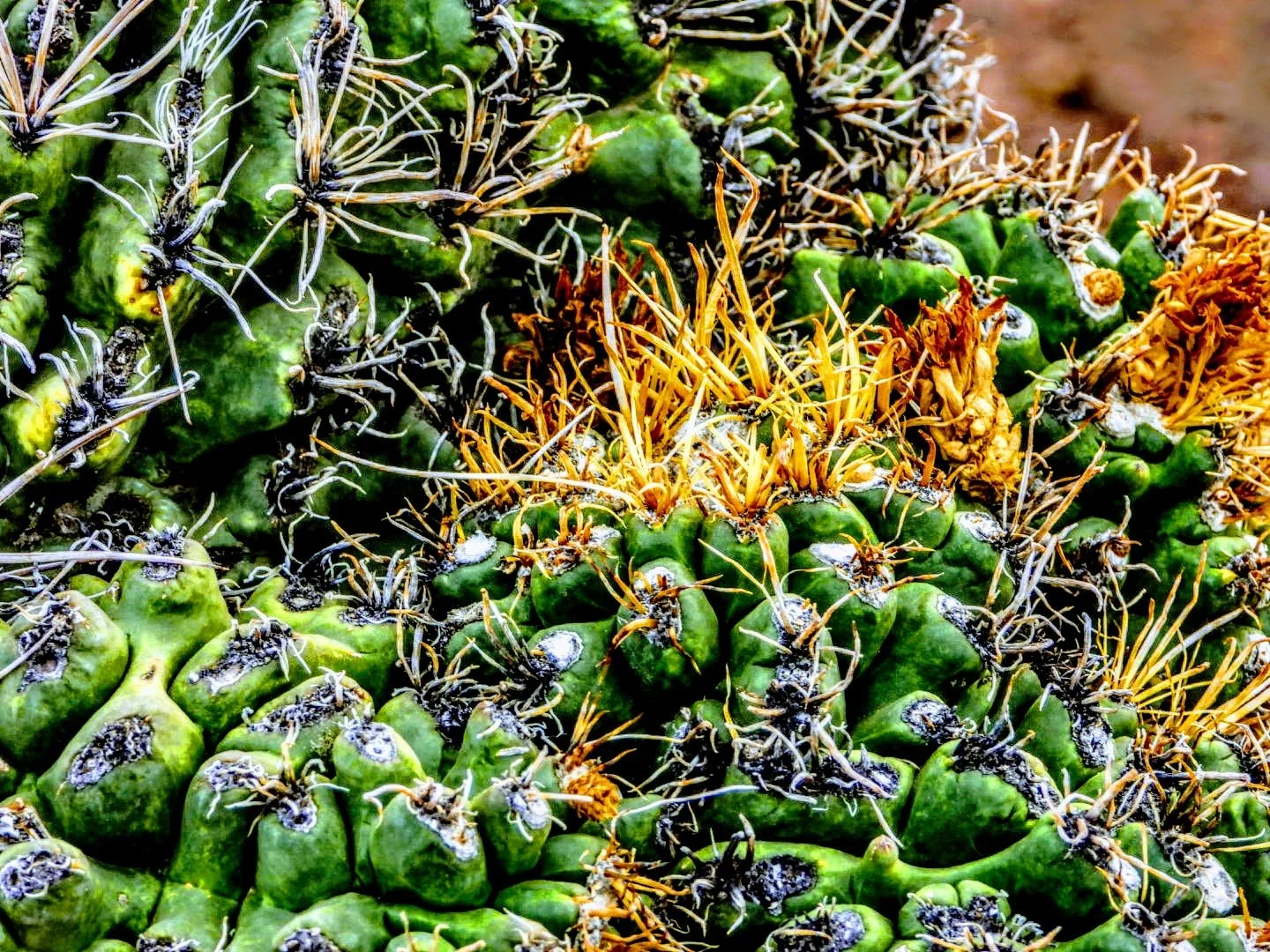 Desert Botanical Garden by MychaelX.photos  0000049.JPG