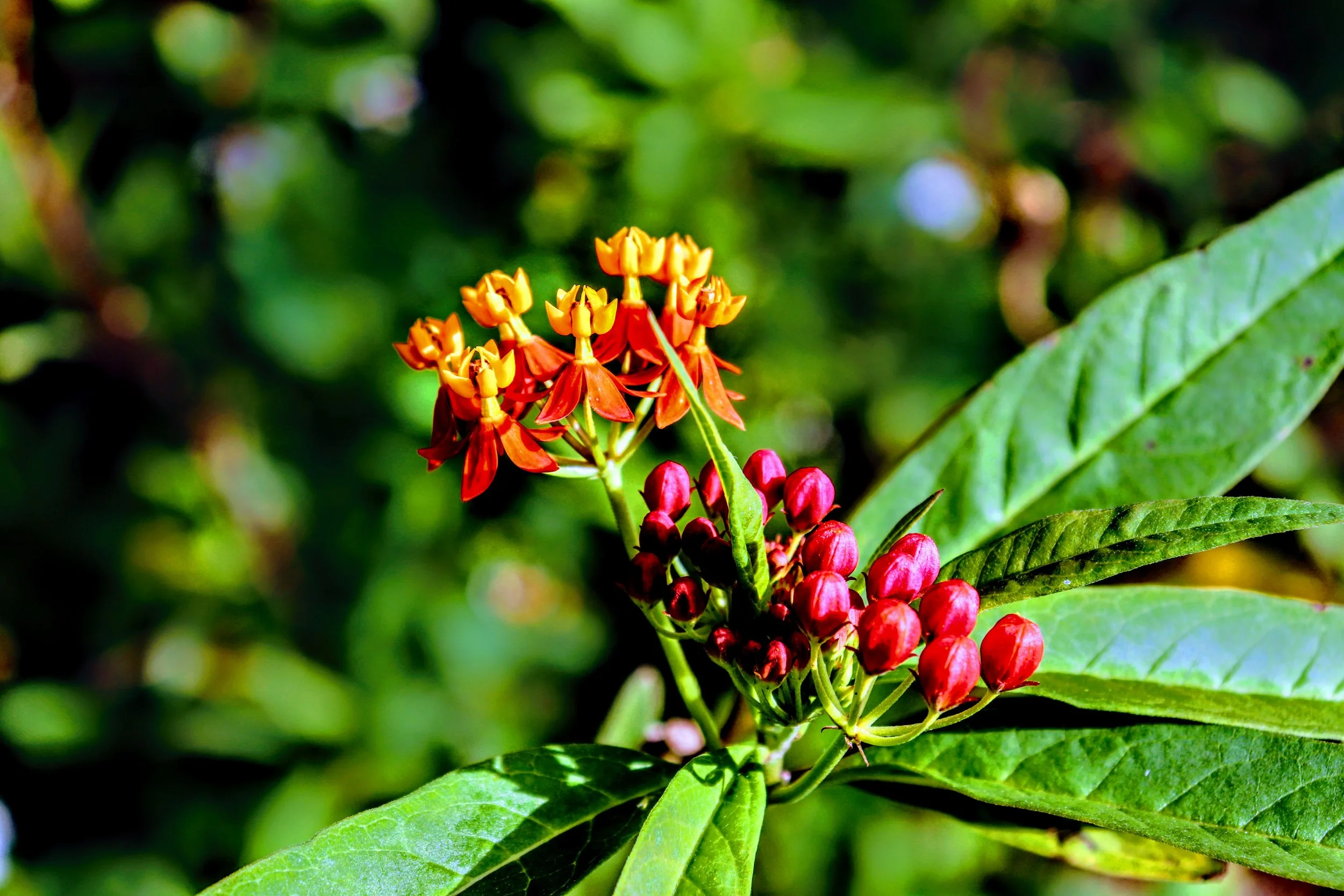 Tropical Botanic Garden by MychaelX.photos  140.JPG