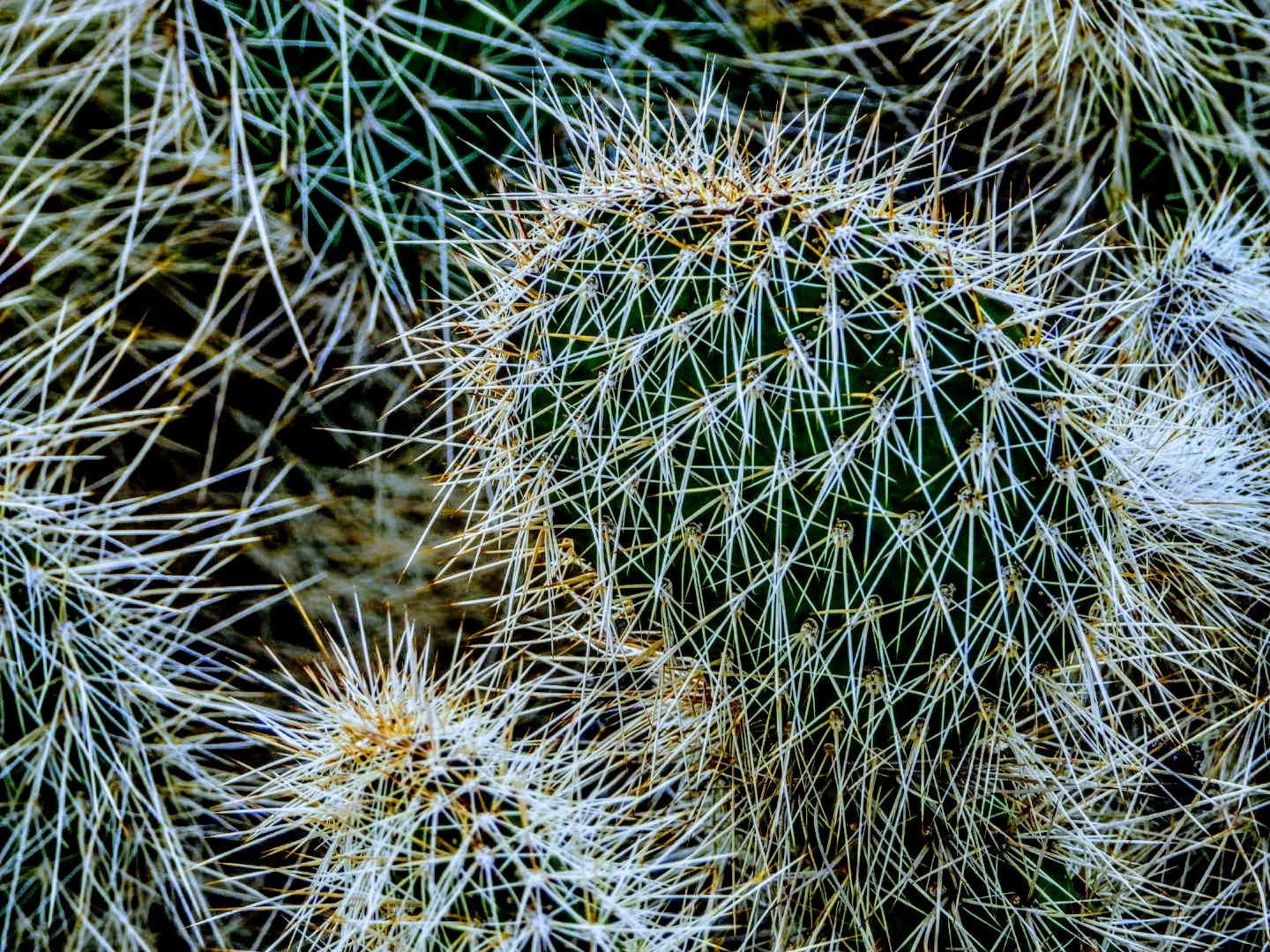 Desert Botanical Garden by MychaelX.photos  0000088.JPG