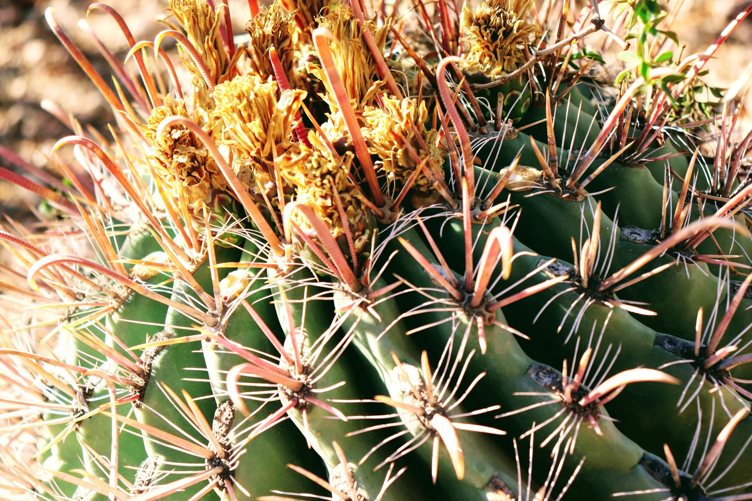 Desert Botanical Garden Phoenix Arizona by MychaelX.p6otos 021898.JPG