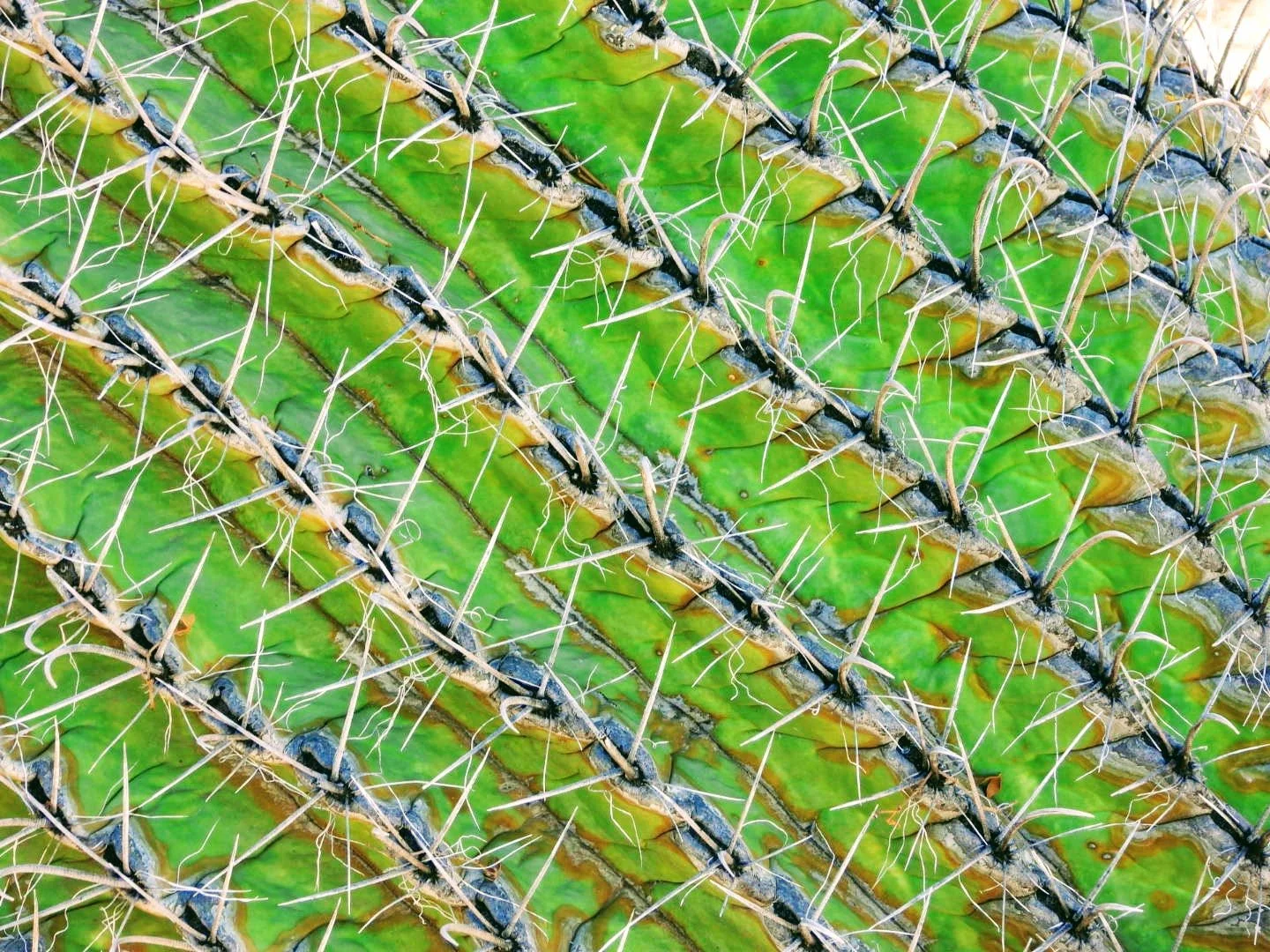 Desert Botanical Garden Phoenix Arizona by MychaelX.p6otos 0015104.JPG