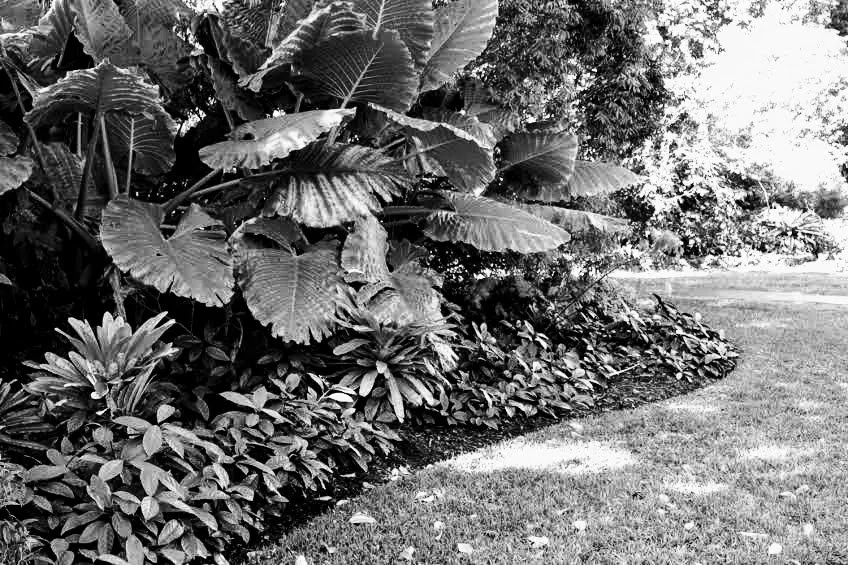 Fairchild Tropical Botanic Garden Miami Florida by Mychael X.photos 00019bw.JPG